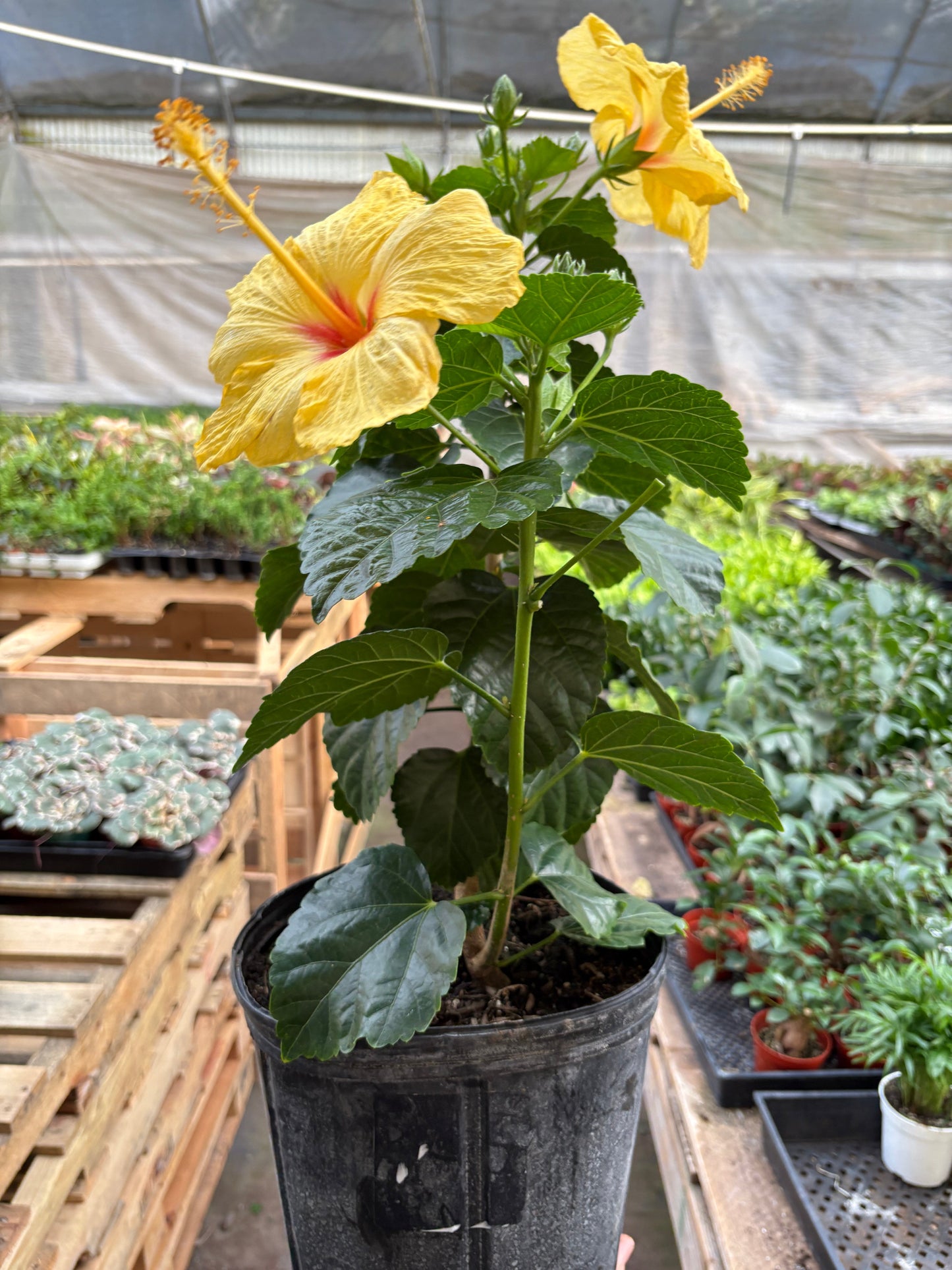 Hibiscus 'Rosa Sinensis' potted plant