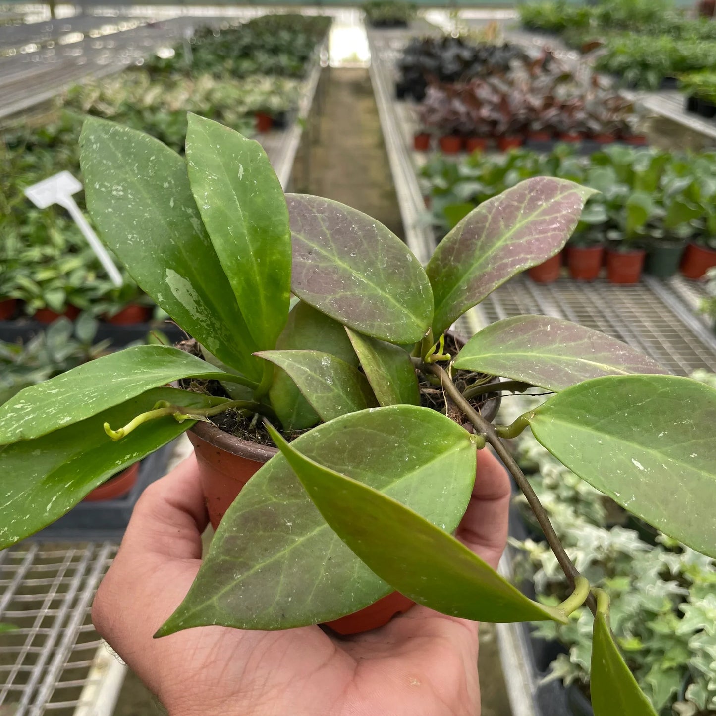 Hoya 'Sunrise' potted plant
