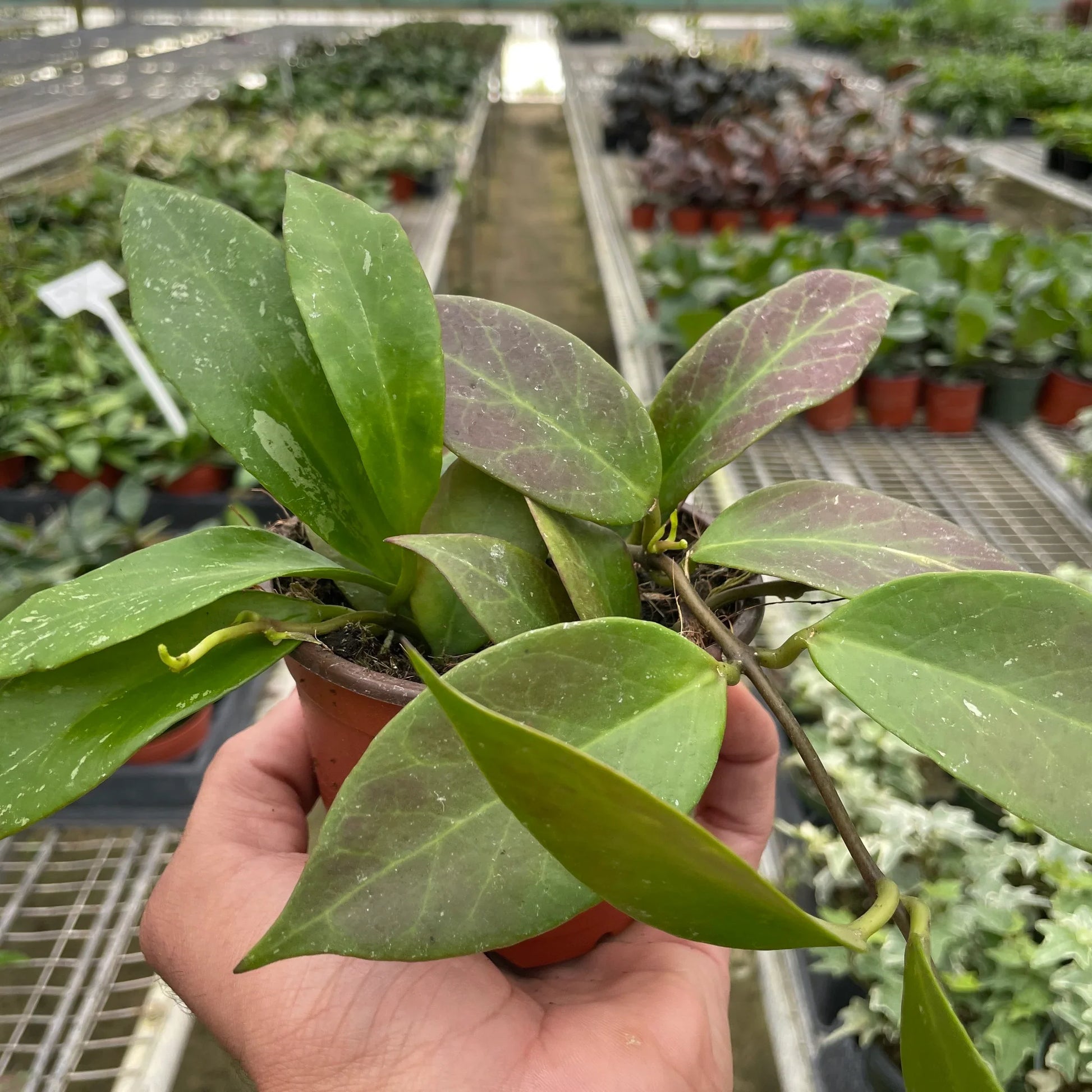 Hoya 'Sunrise' potted plant