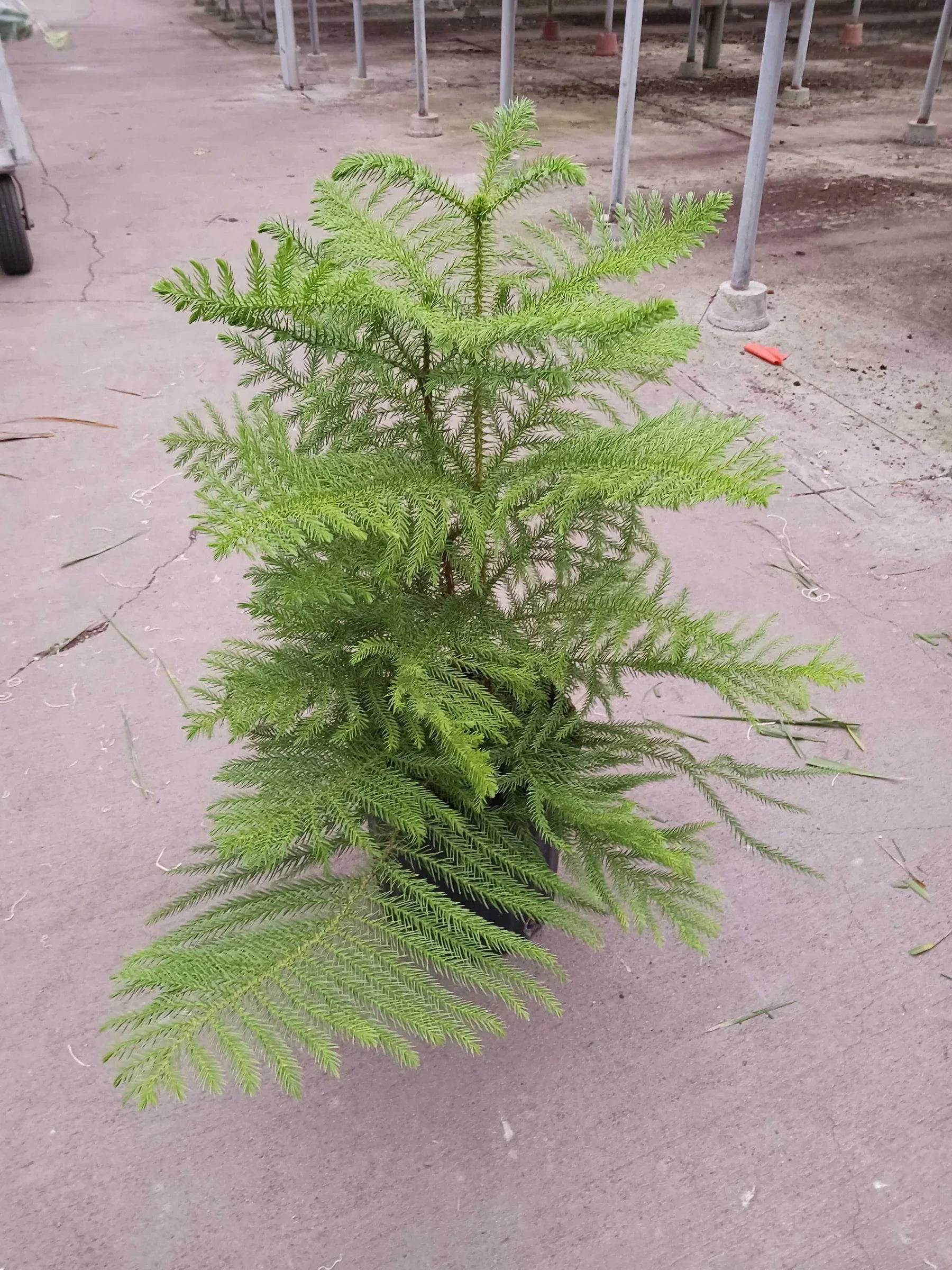 Norfolk 'Island Pine' potted plant