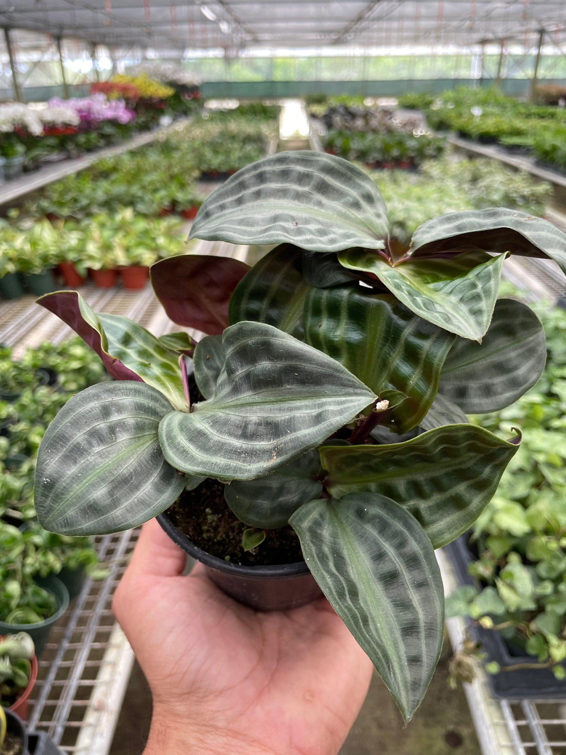 Geogenanthus 'Seersucker' potted plant