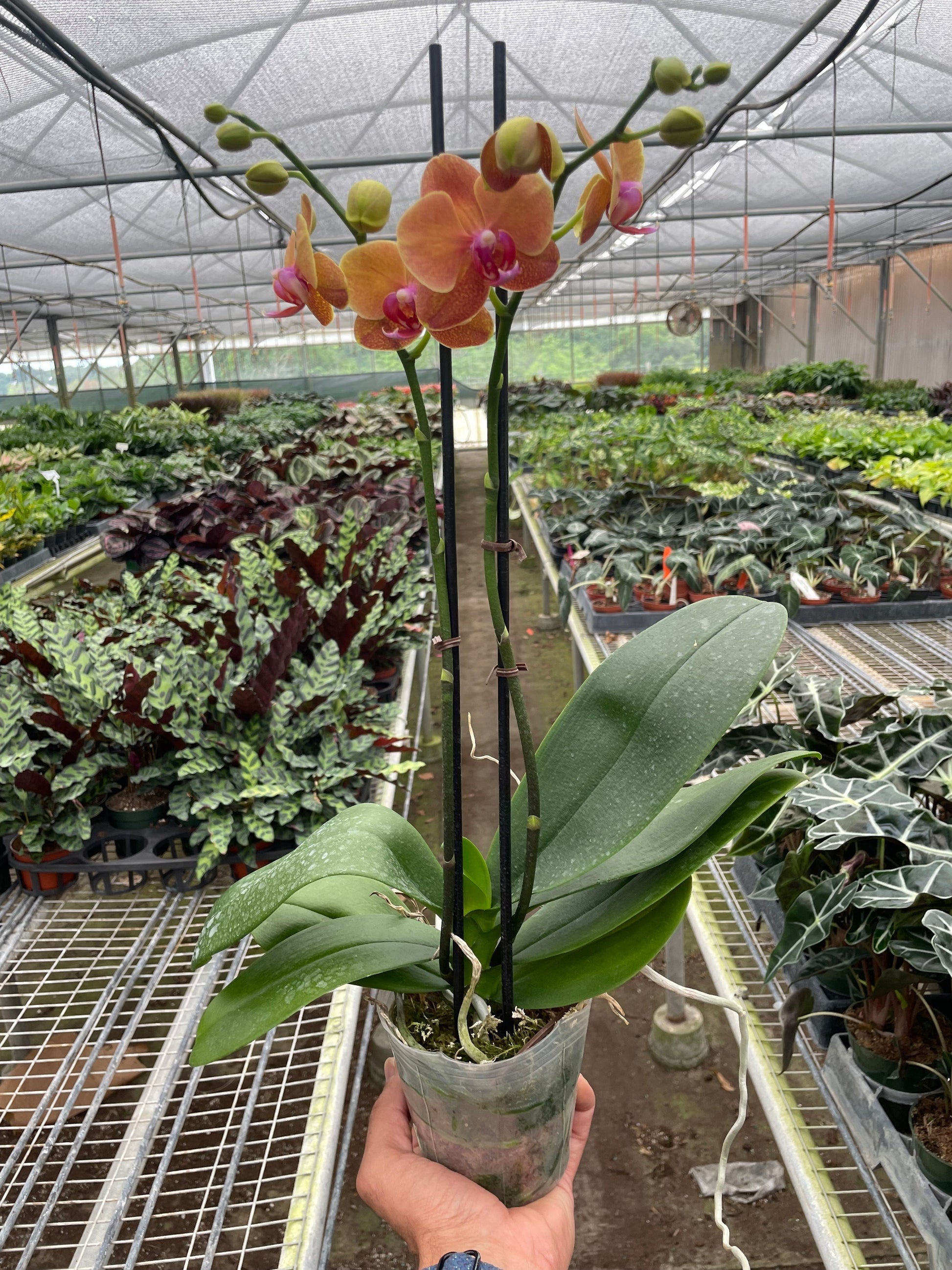 Orchid 'Orange Phalaenopsis' potted plant