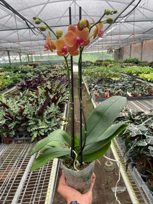 Orchid 'Orange Phalaenopsis' potted plant