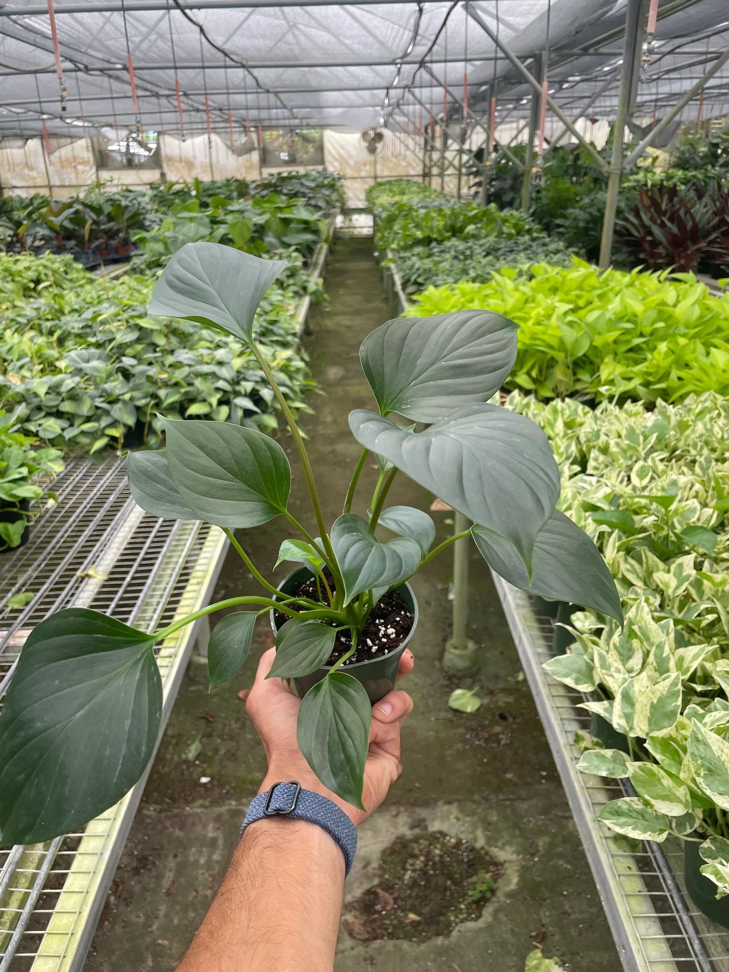 Homalomena 'Emerald Gem' potted plant