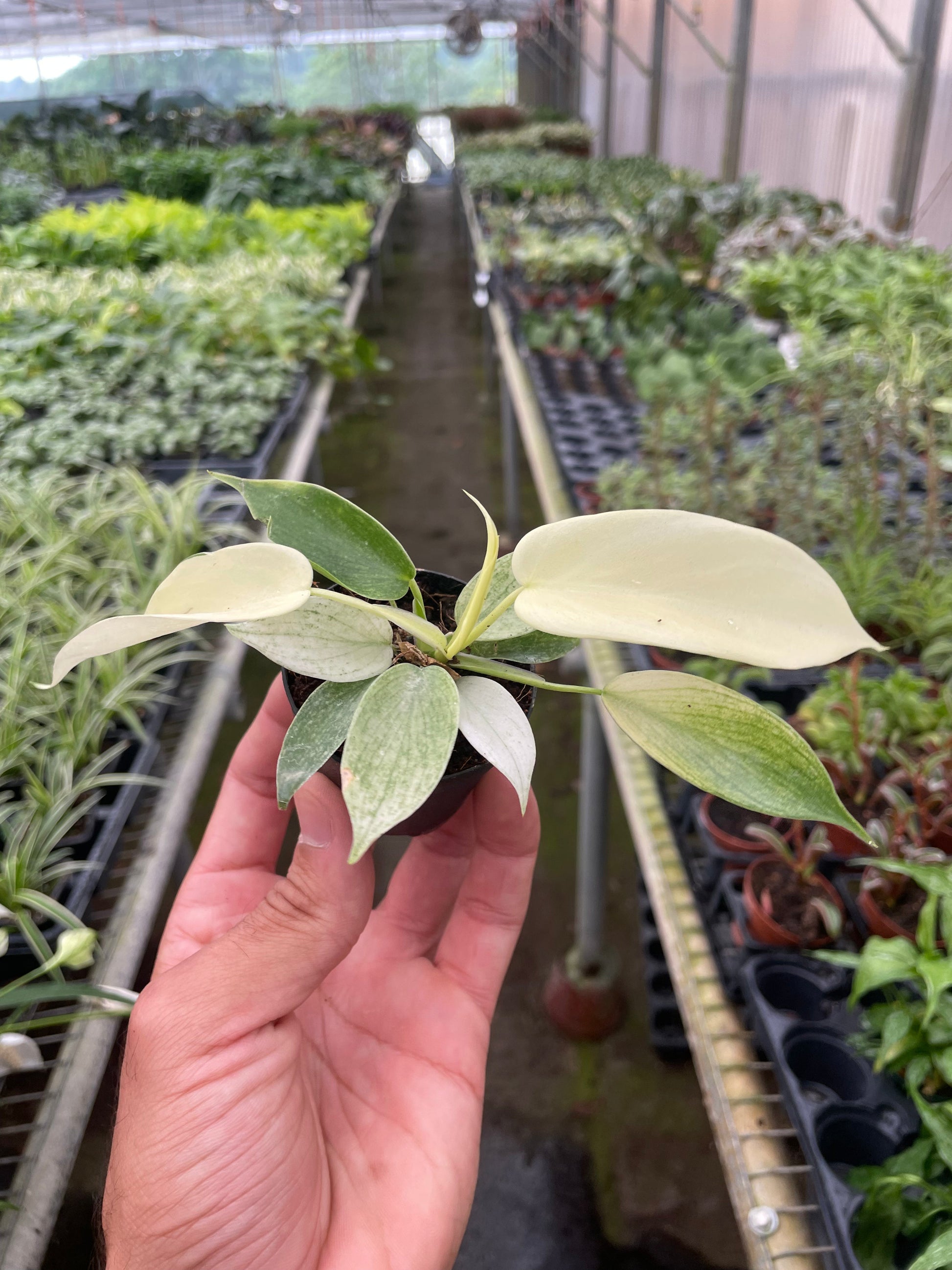 Philodendron 'Florida Ghost' potted plant