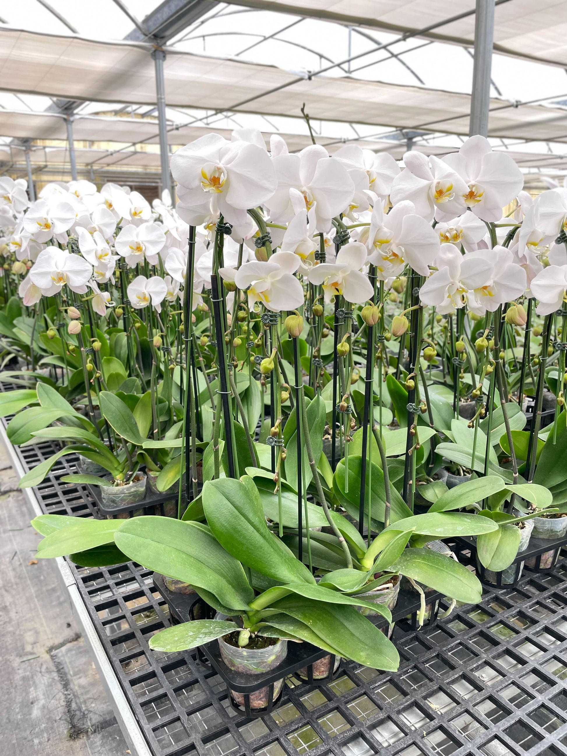 Orchid 'White Phalaenopsis' potted plant
