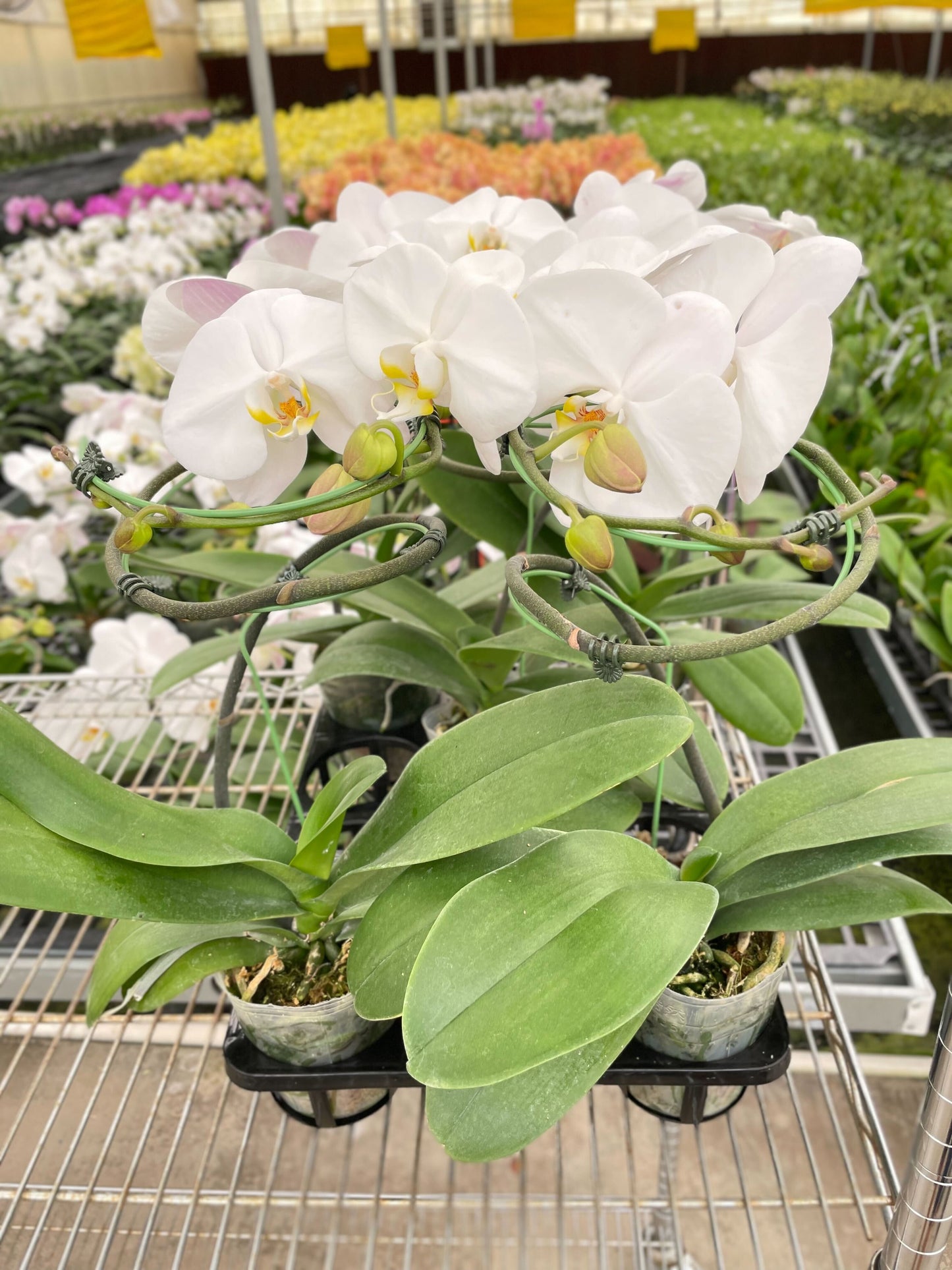 Orchid 'White Phalaenopsis' potted plant