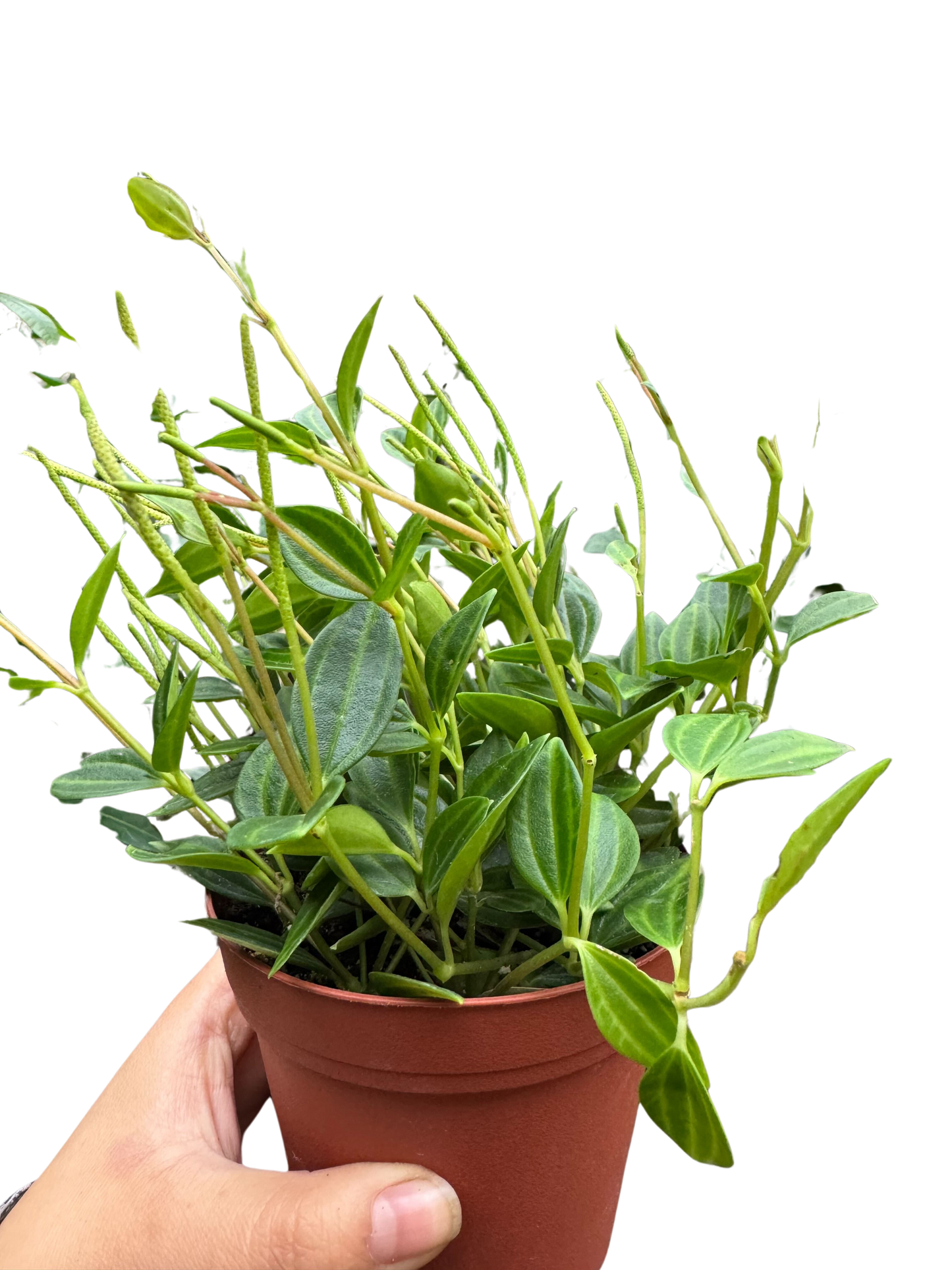 Peperomia 'Angulata' 4" potted plant
