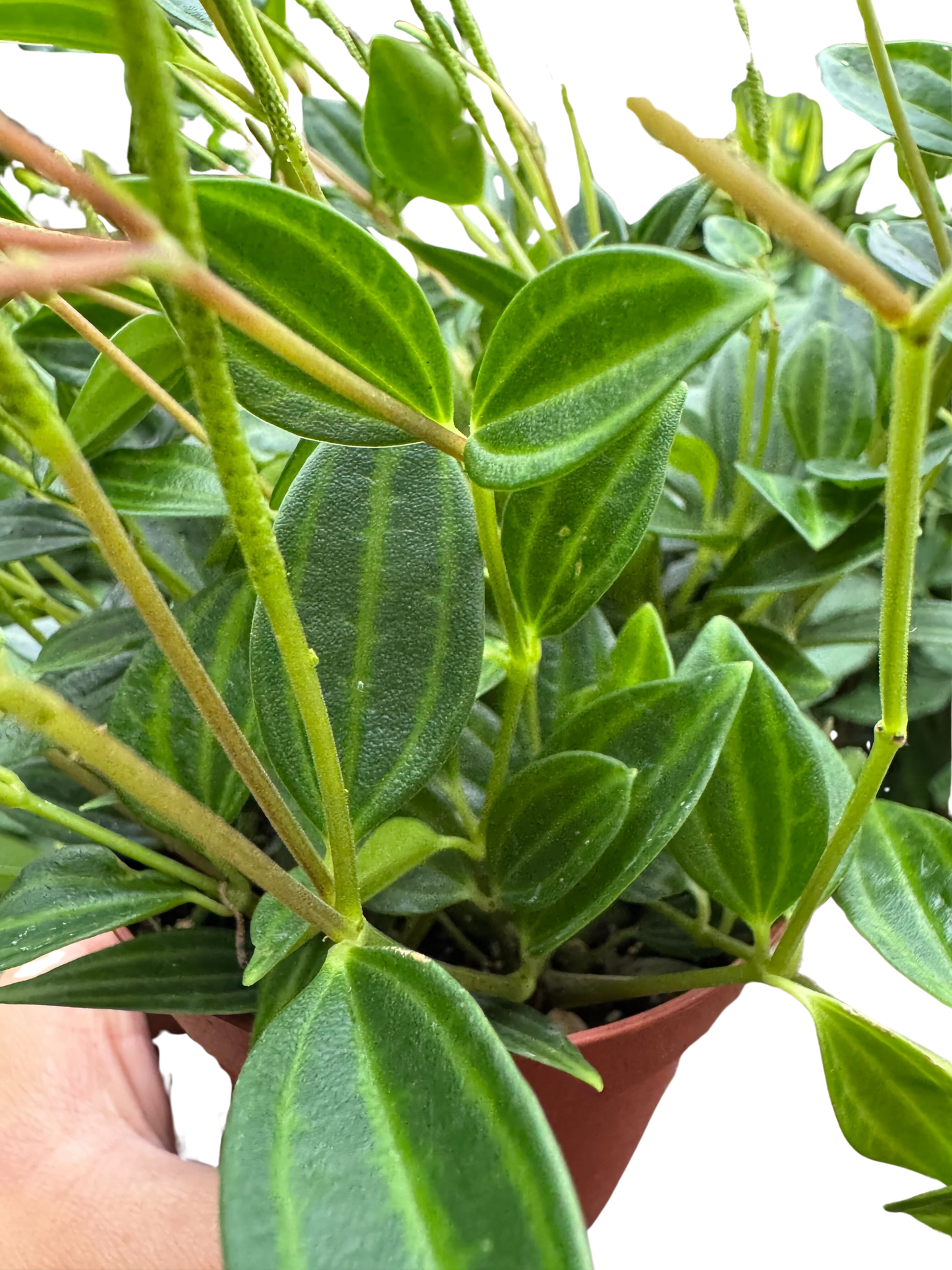 Peperomia 'Angulata' 4" potted plant