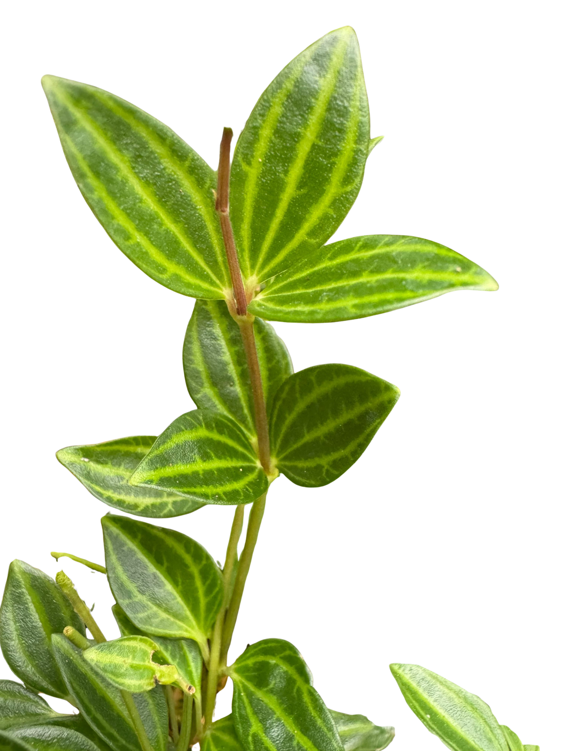 Peperomia 'Angulata' 4" potted plant