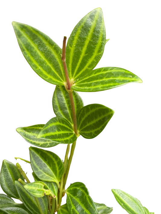 Peperomia 'Angulata' 4" potted plant