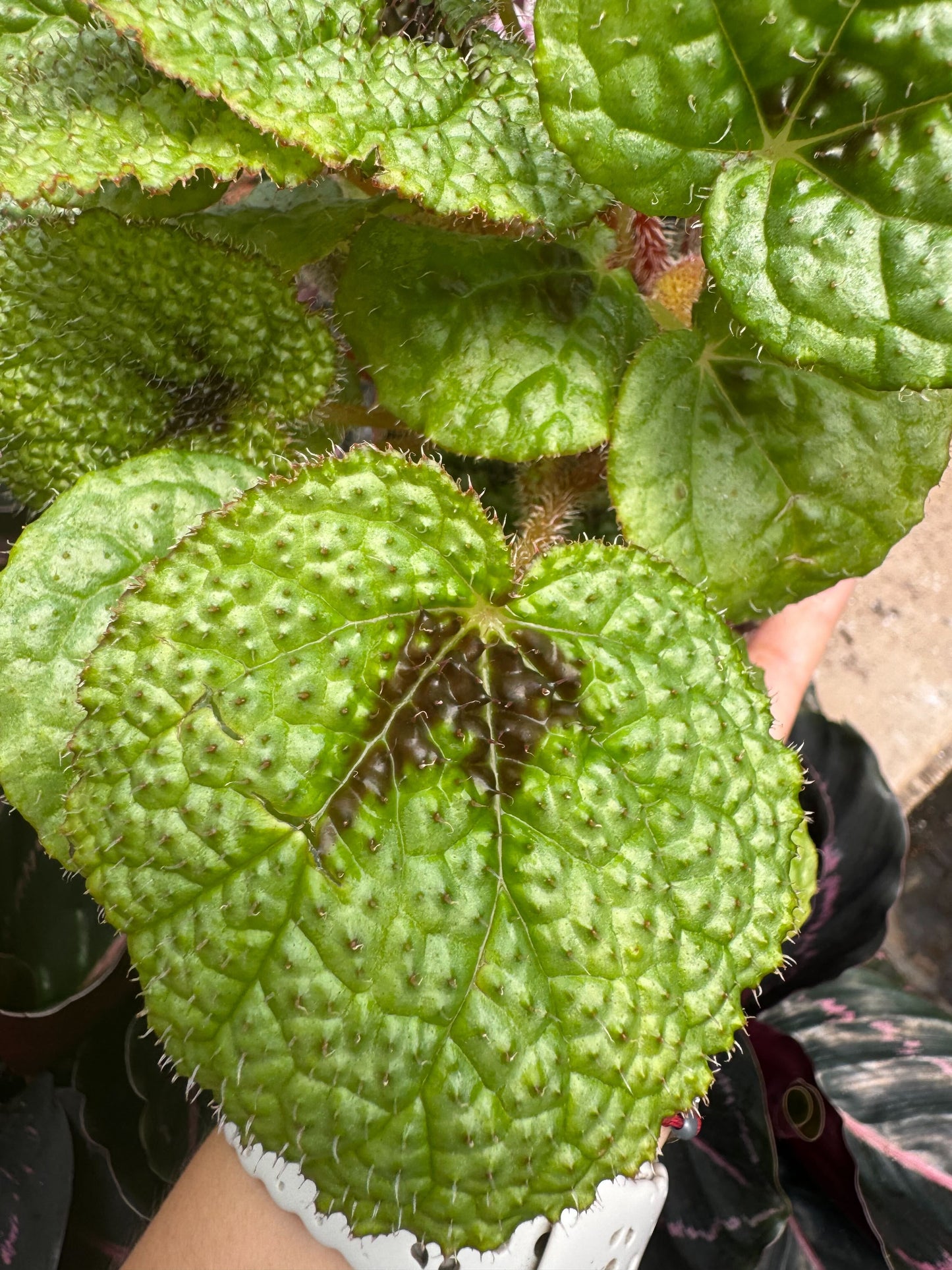 Begonia 'Iron Cross' 4" potted plant