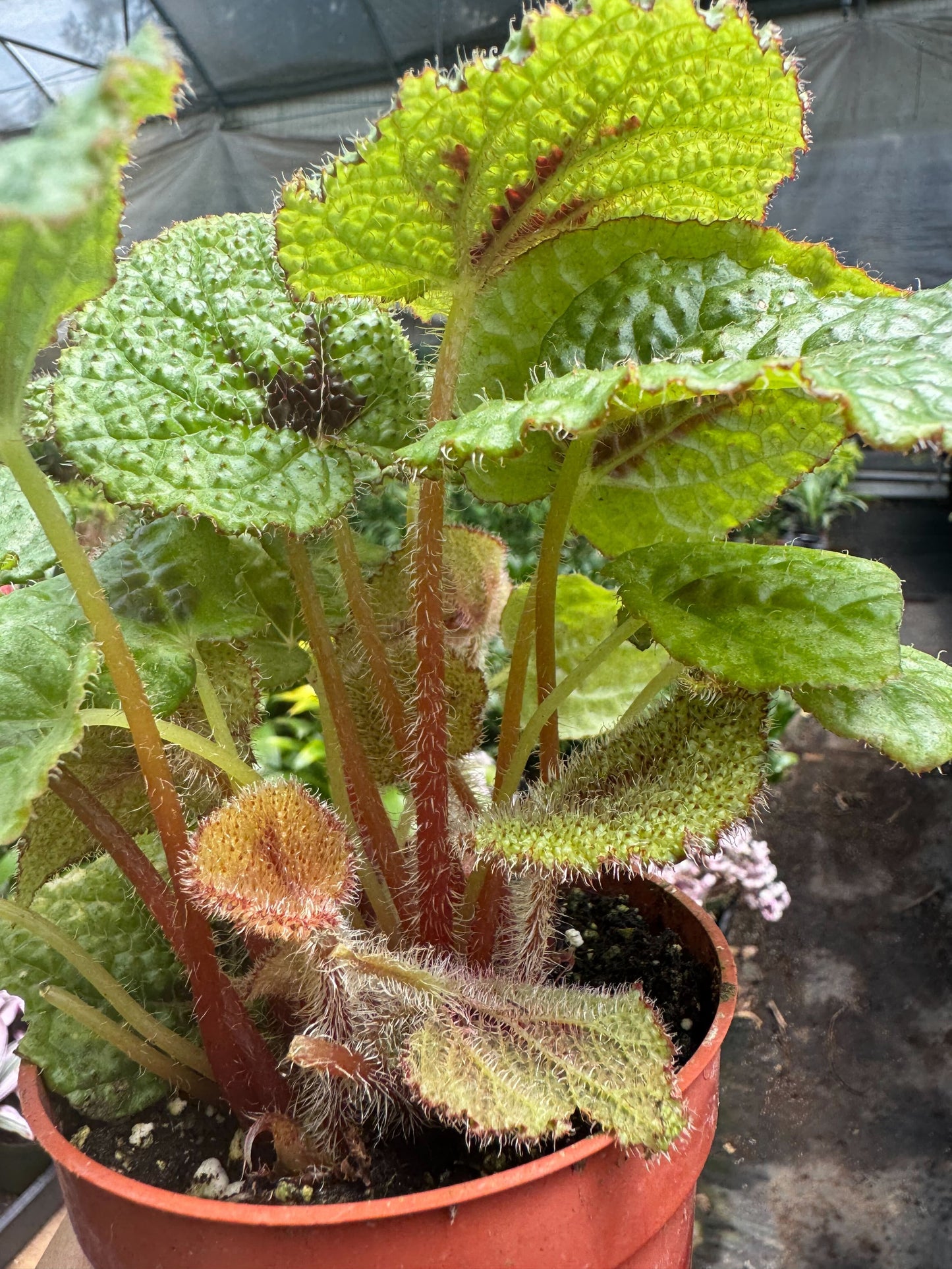 Begonia 'Iron Cross' 4" potted plant