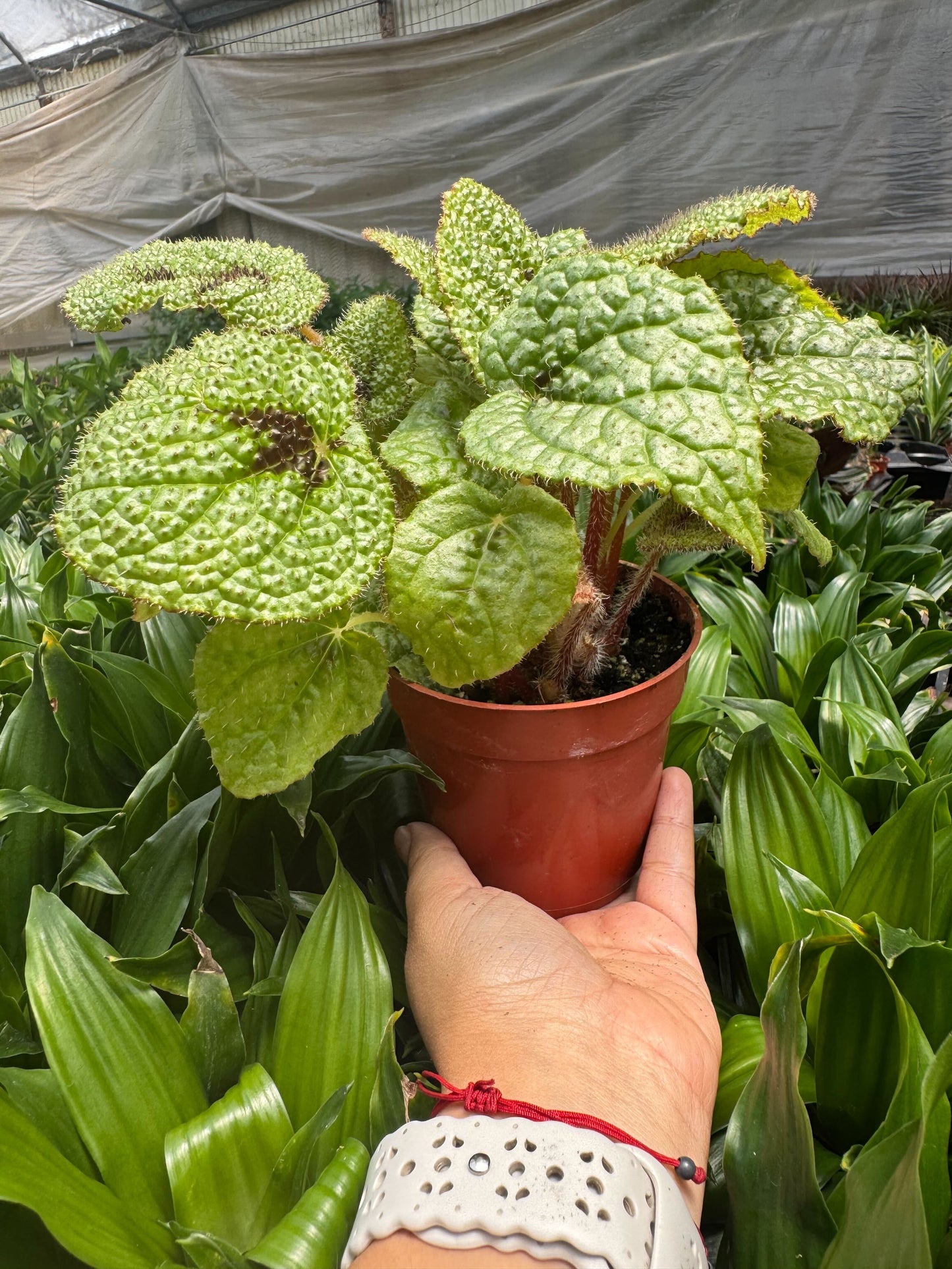 Begonia 'Iron Cross' 4" potted plant