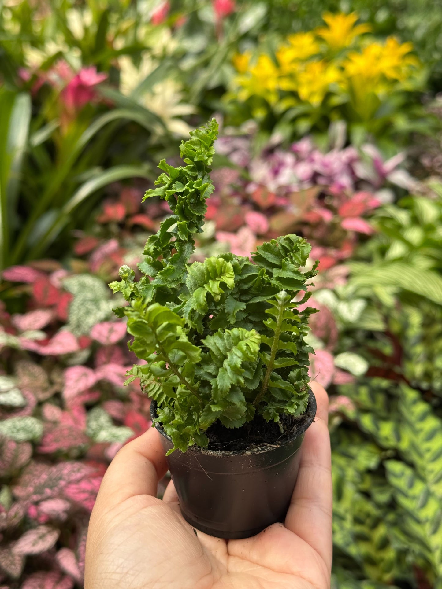 Fern 'Emina' 4" potted plant