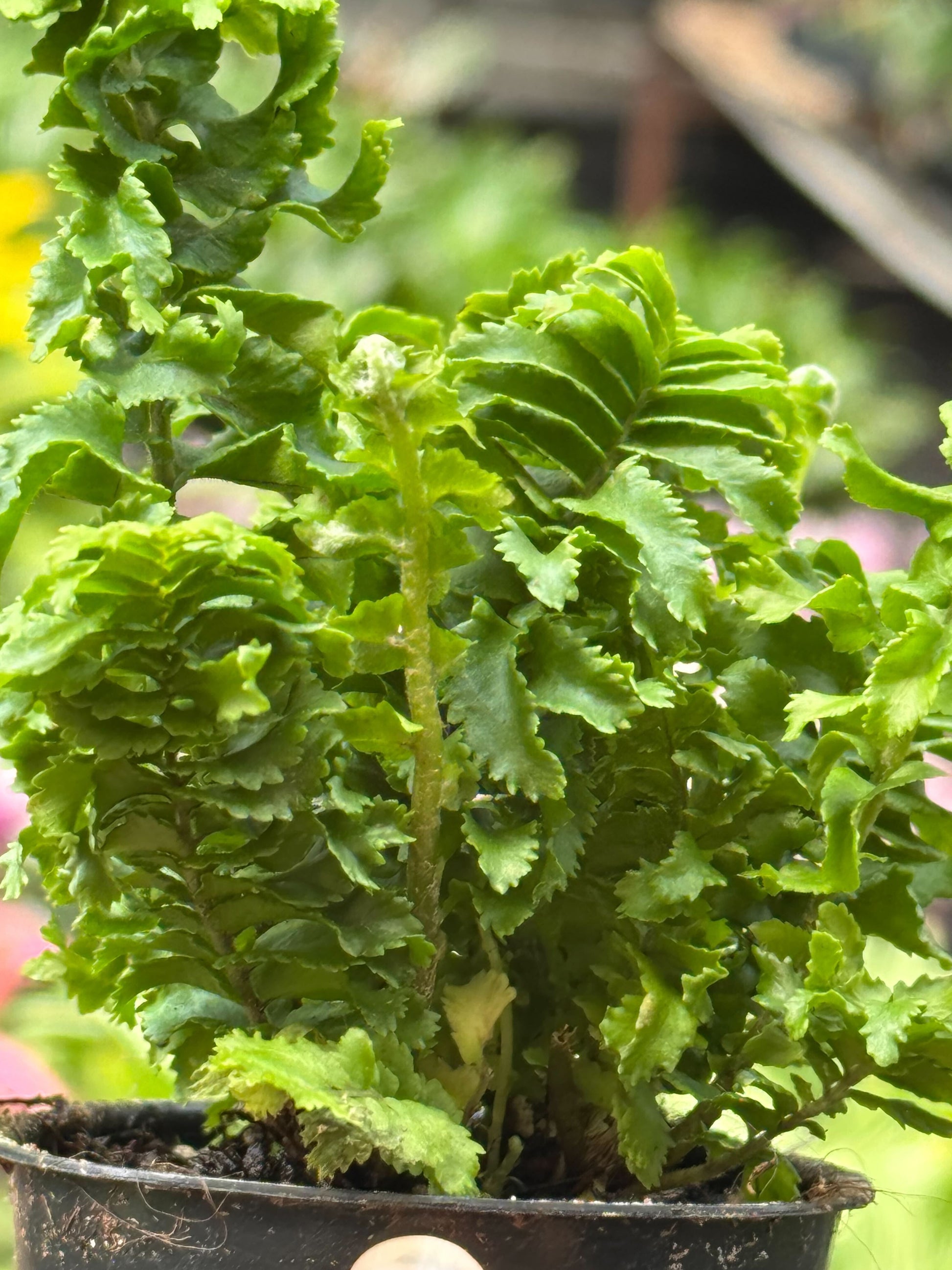 Fern 'Emina' 4" potted plant