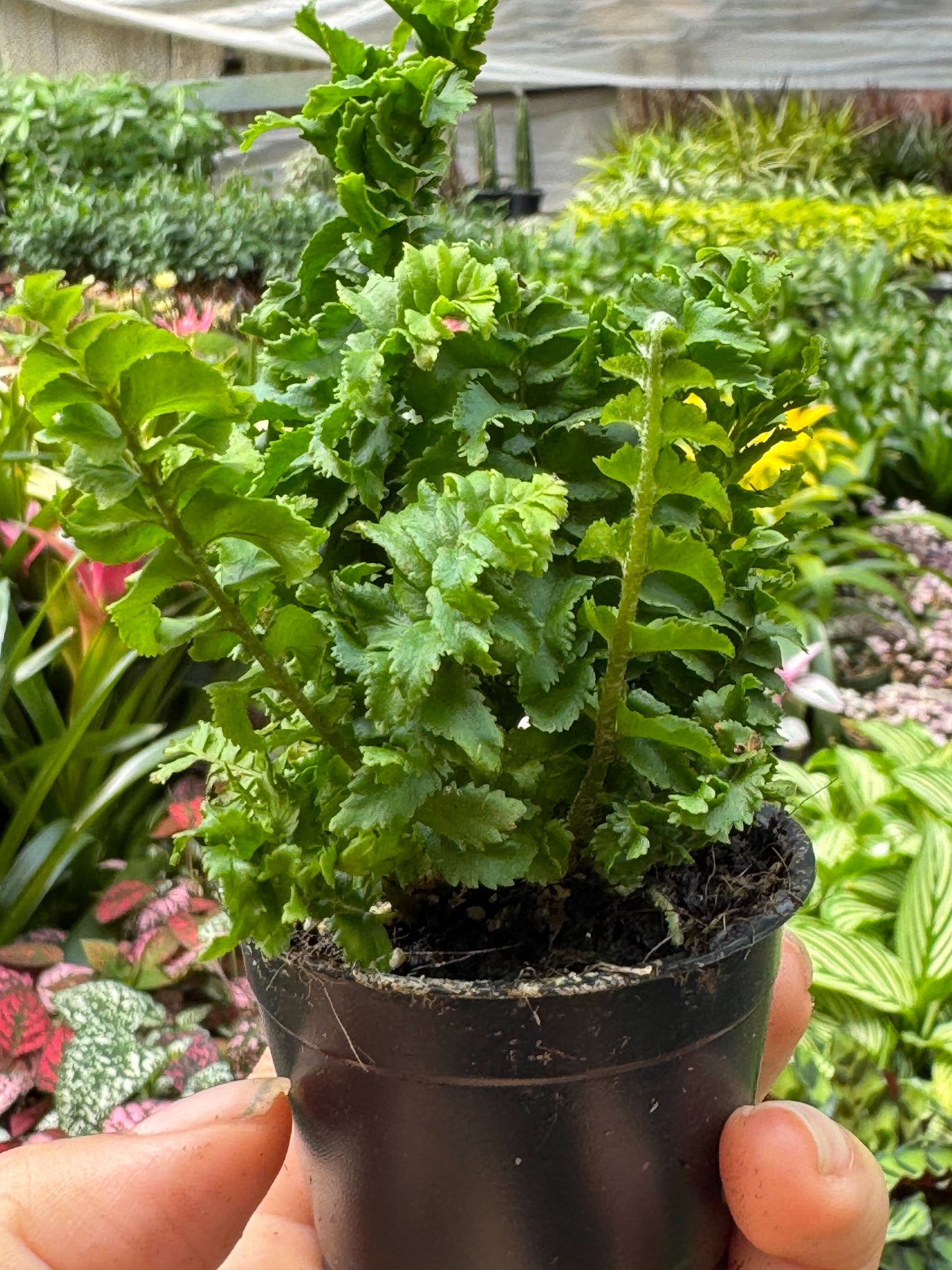 Fern 'Emina' 4" potted plant
