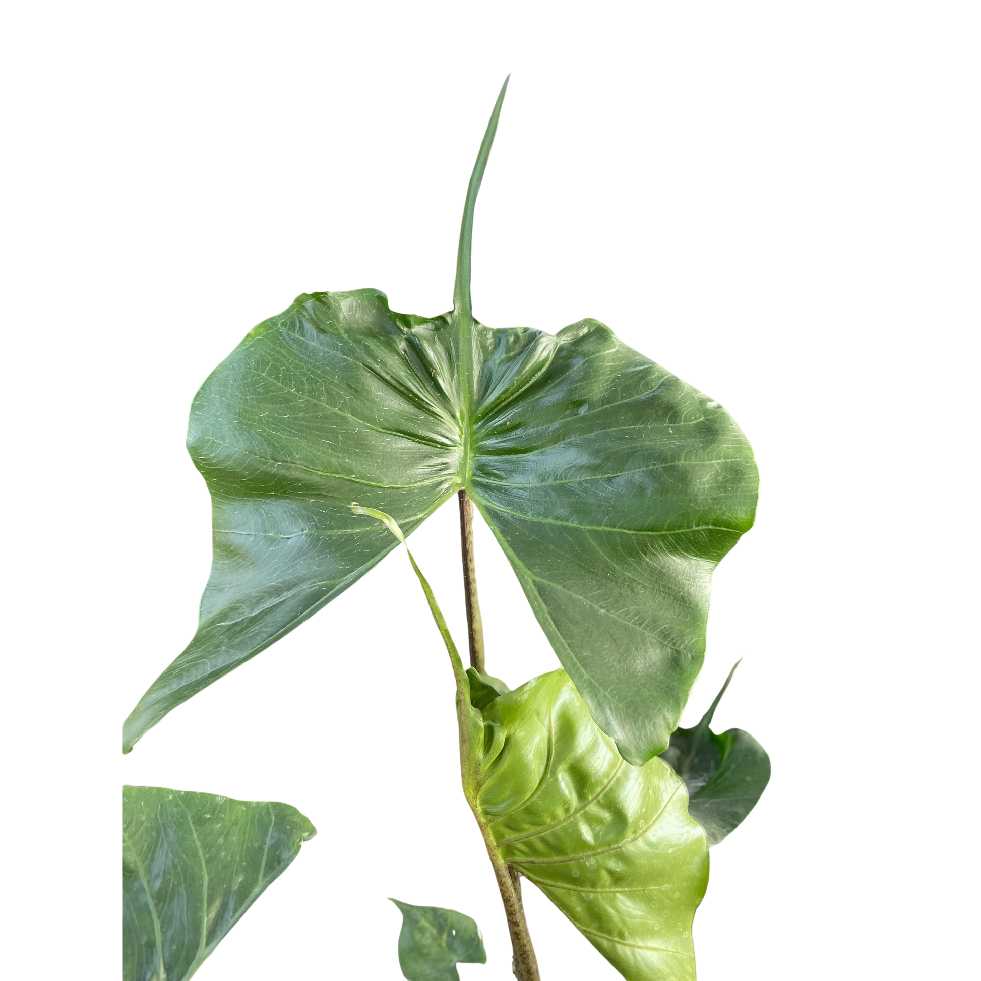 Alocasia macrorrhizos 'Stingray' potted plant
