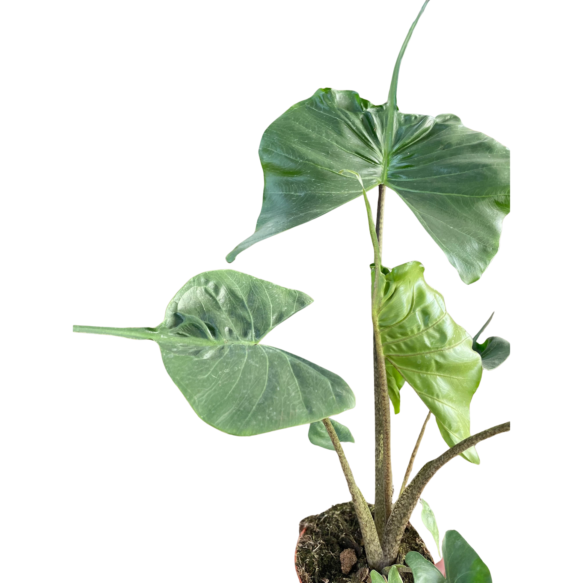 Alocasia macrorrhizos 'Stingray' potted plant