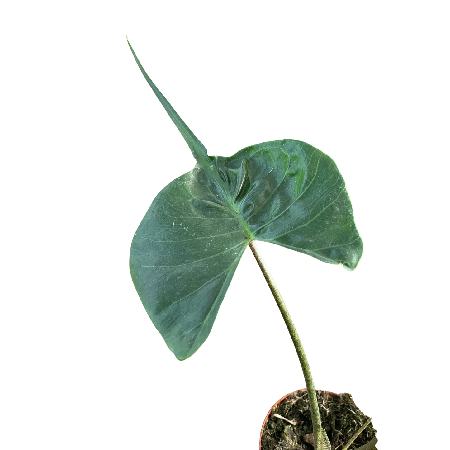 Alocasia macrorrhizos 'Stingray' potted plant