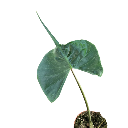 Alocasia macrorrhizos 'Stingray' potted plant