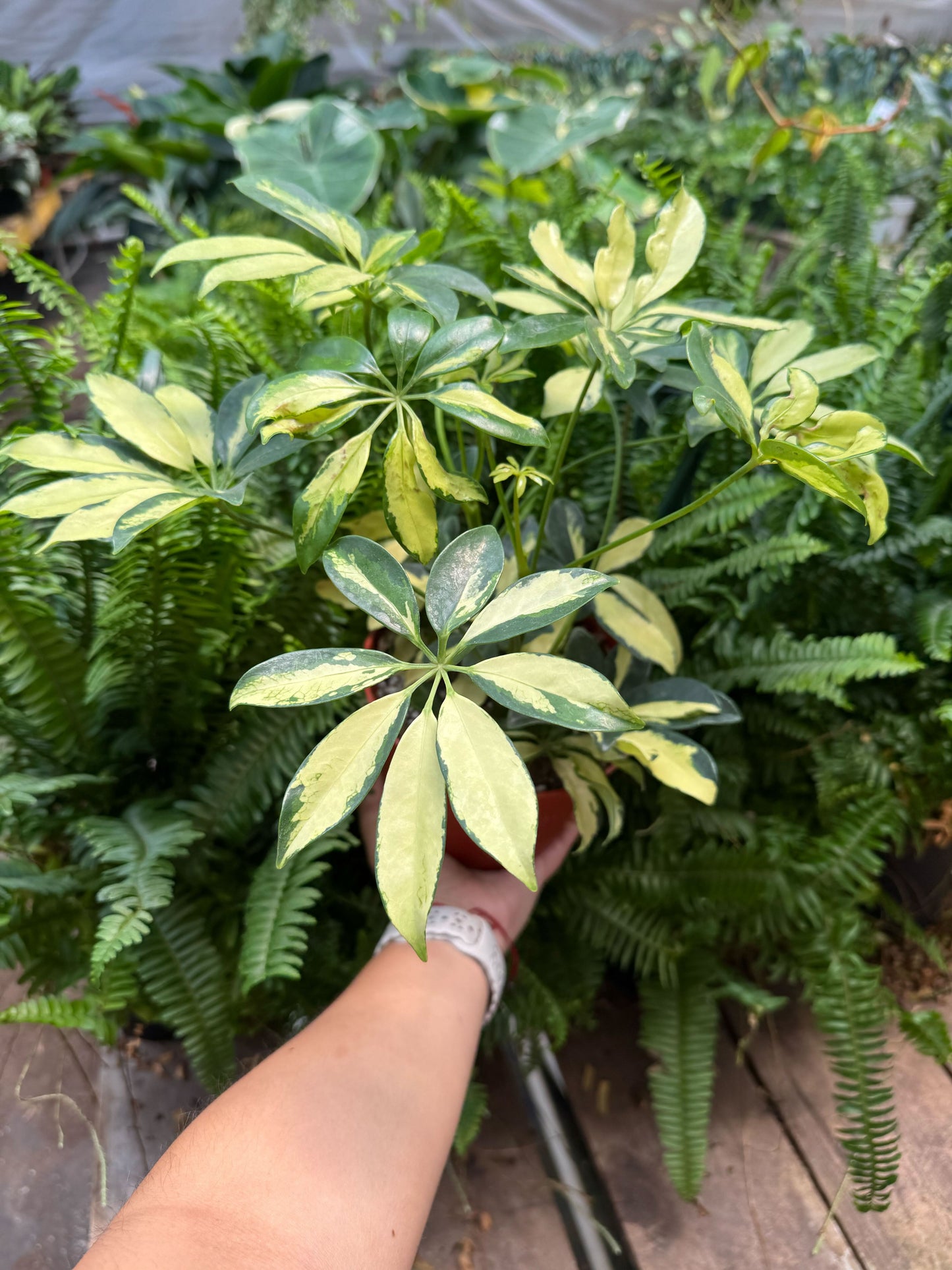 Schefflera Trinette potted plant