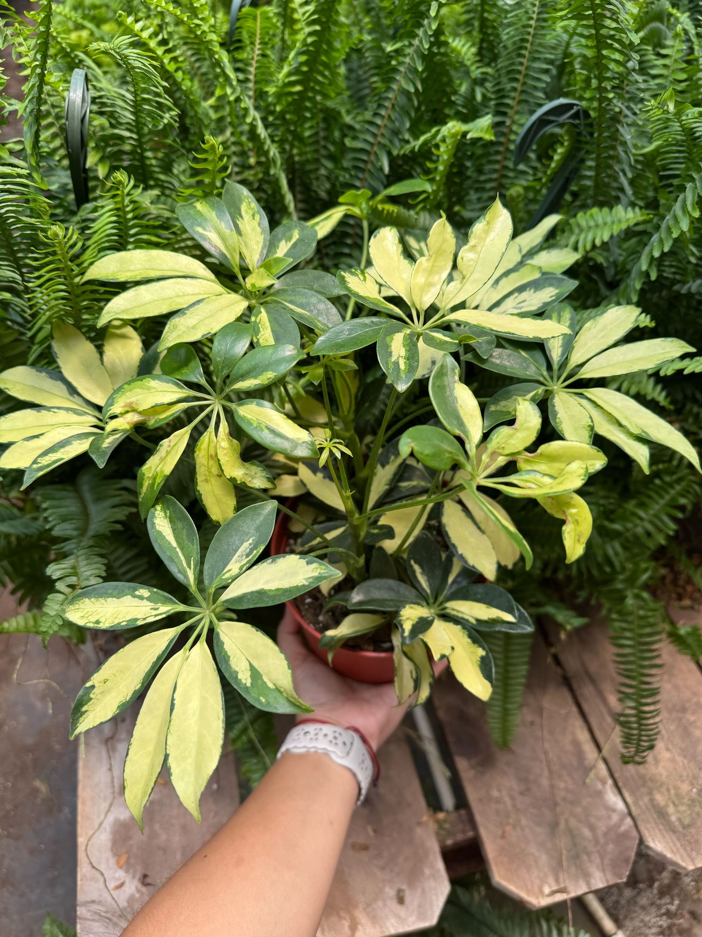 Schefflera Trinette potted plant