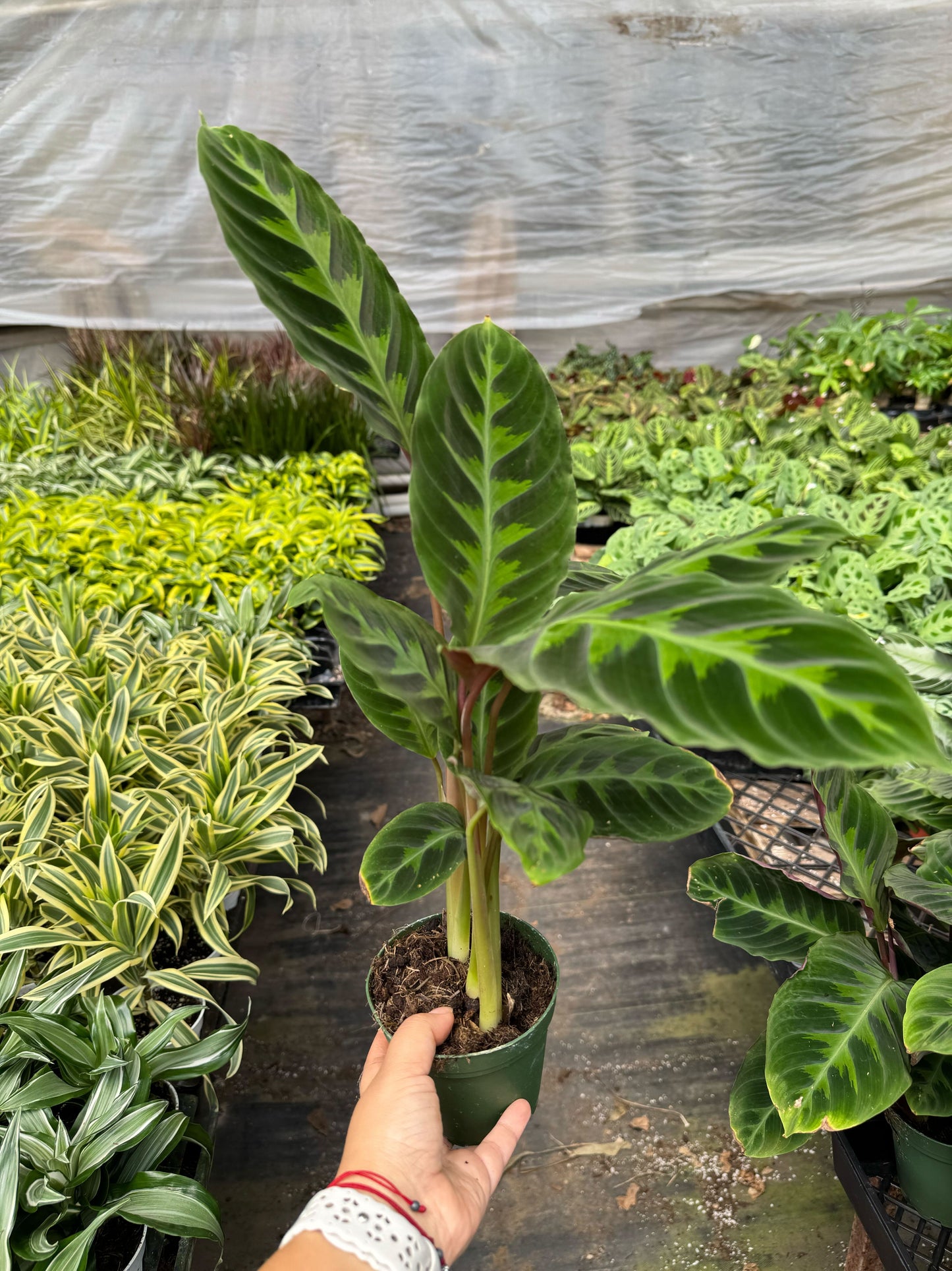 Calathea 'Warscewiczii' 6" potted plant