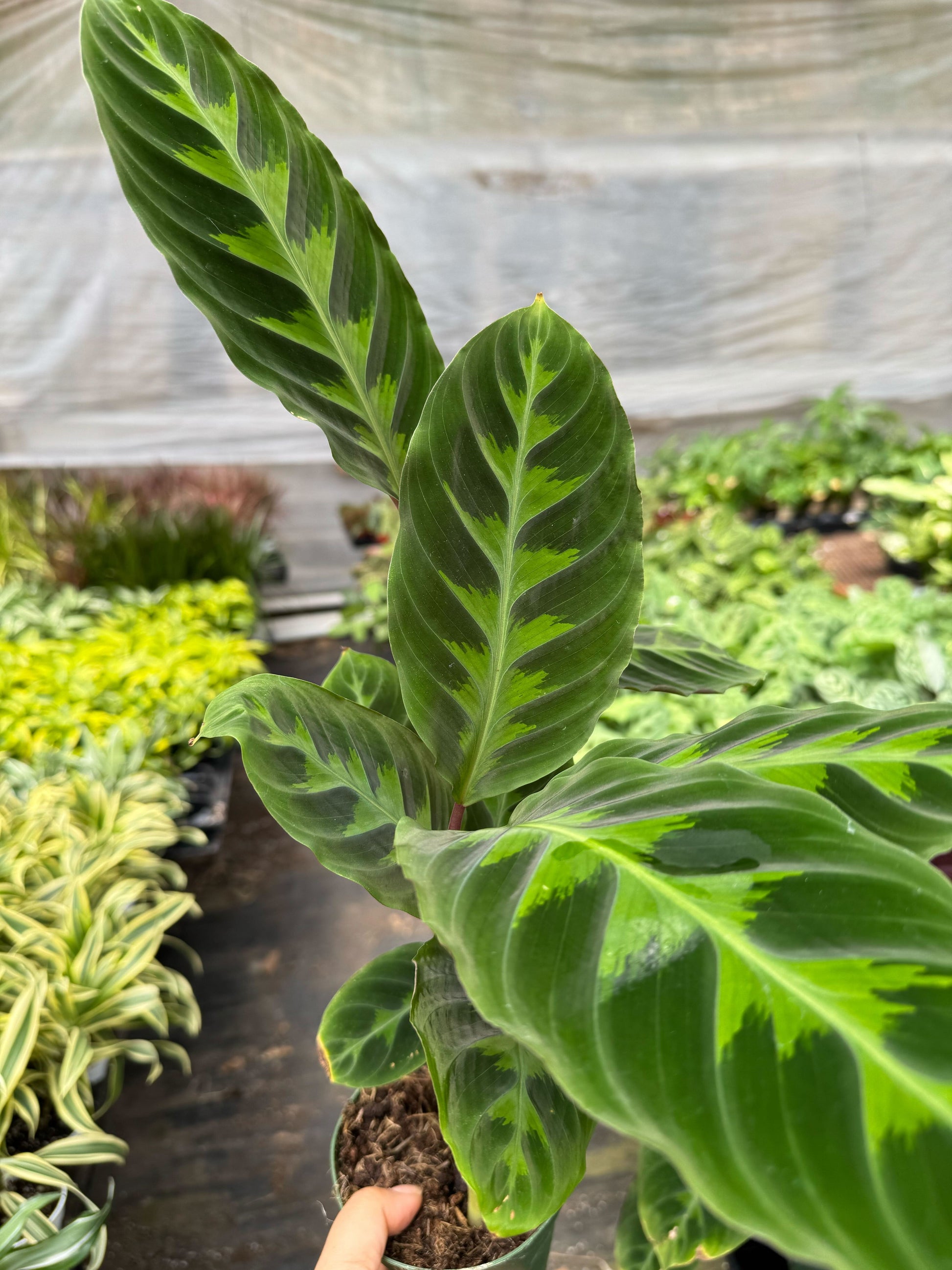Calathea 'Warscewiczii' 6" potted plant