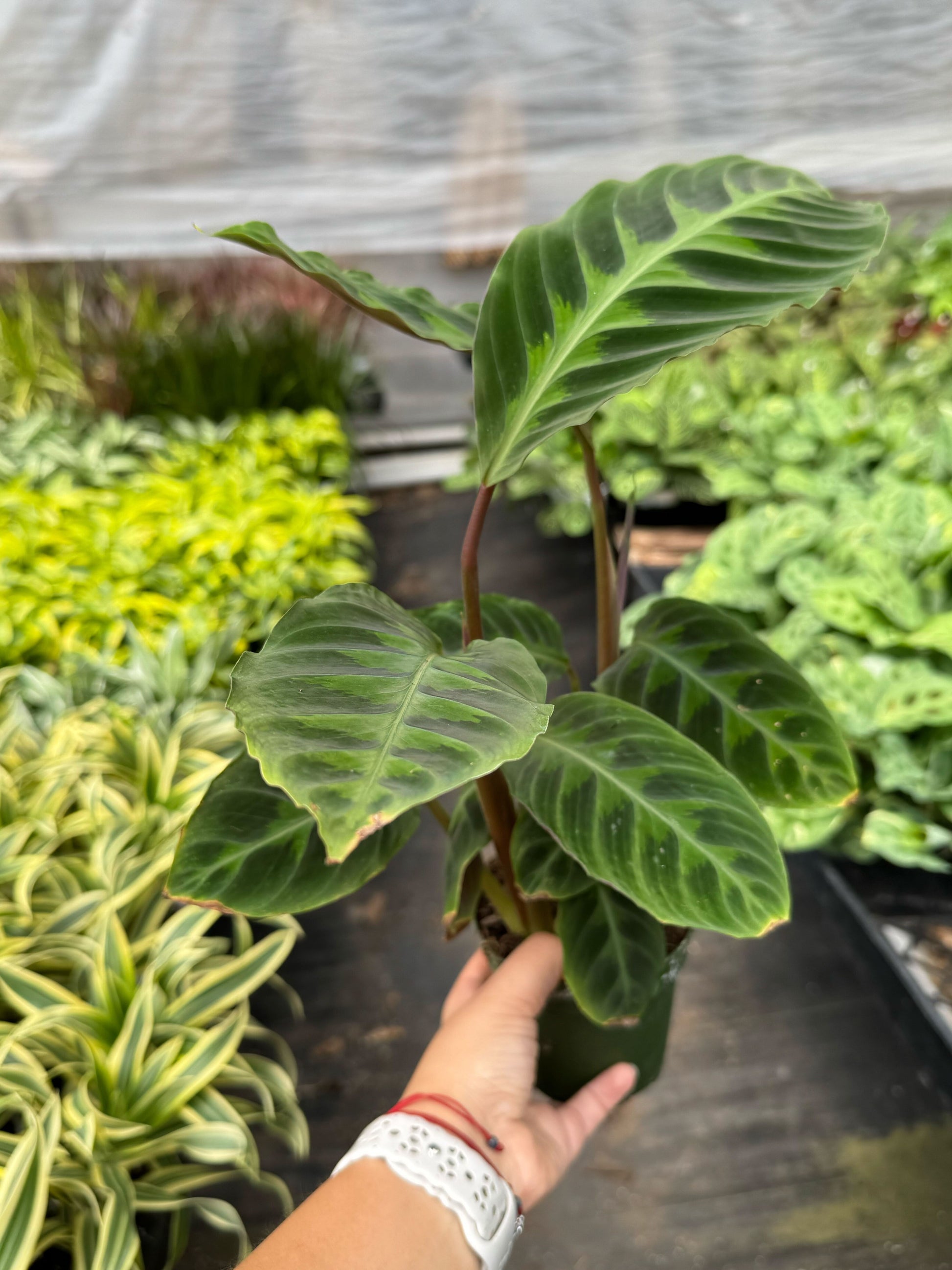 Calathea 'Warscewiczii' 6" potted plant