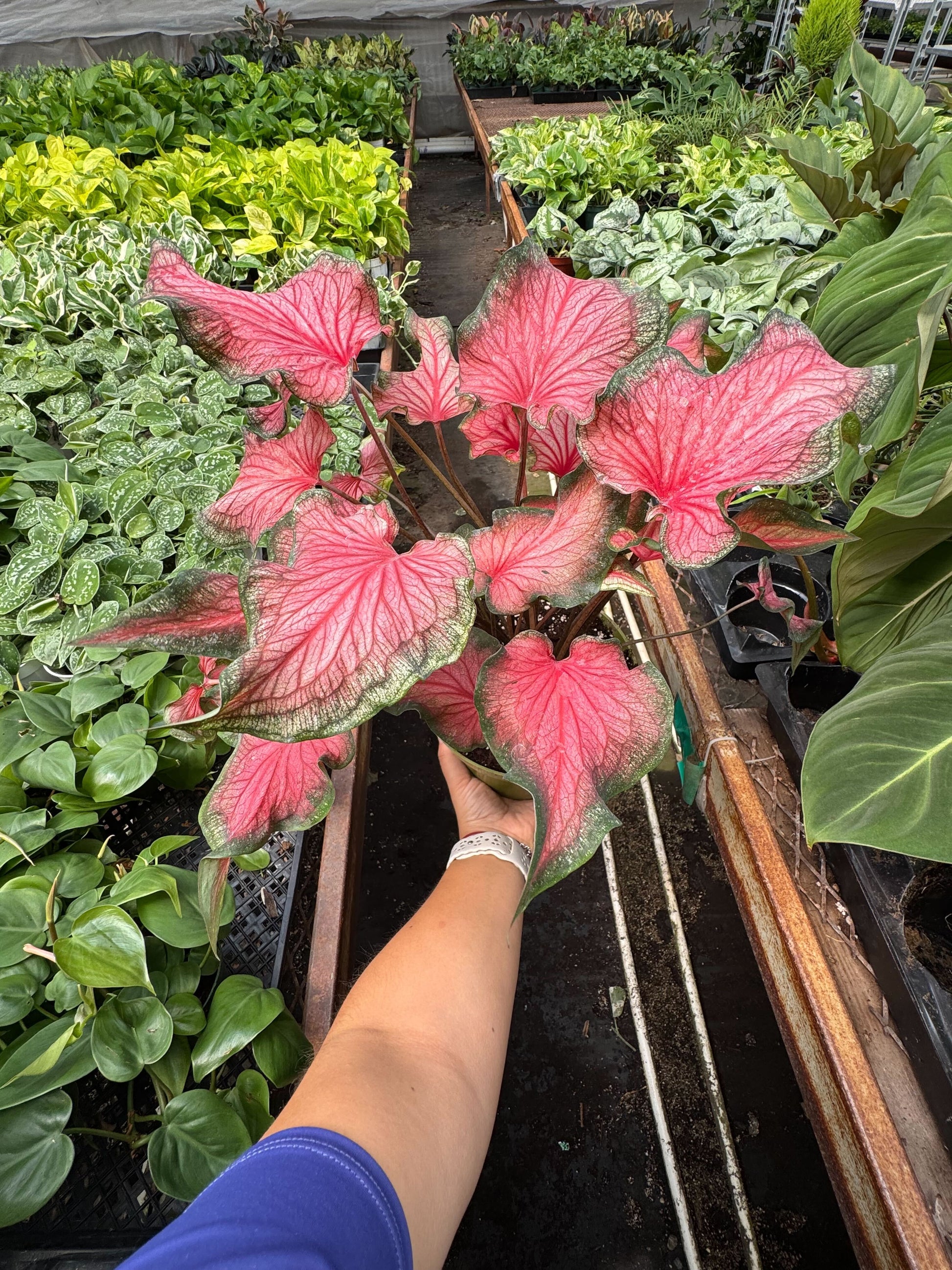 Caladium Red Flash potted plant
