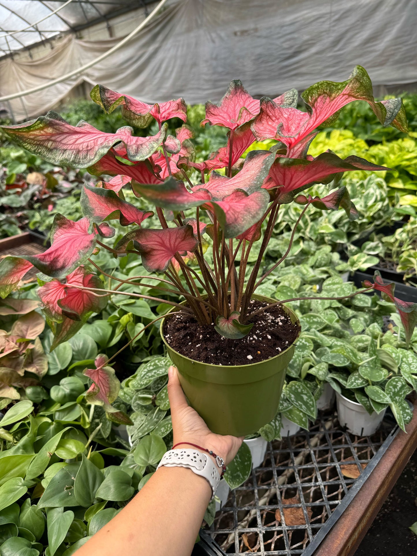 Caladium Red Flash potted plant