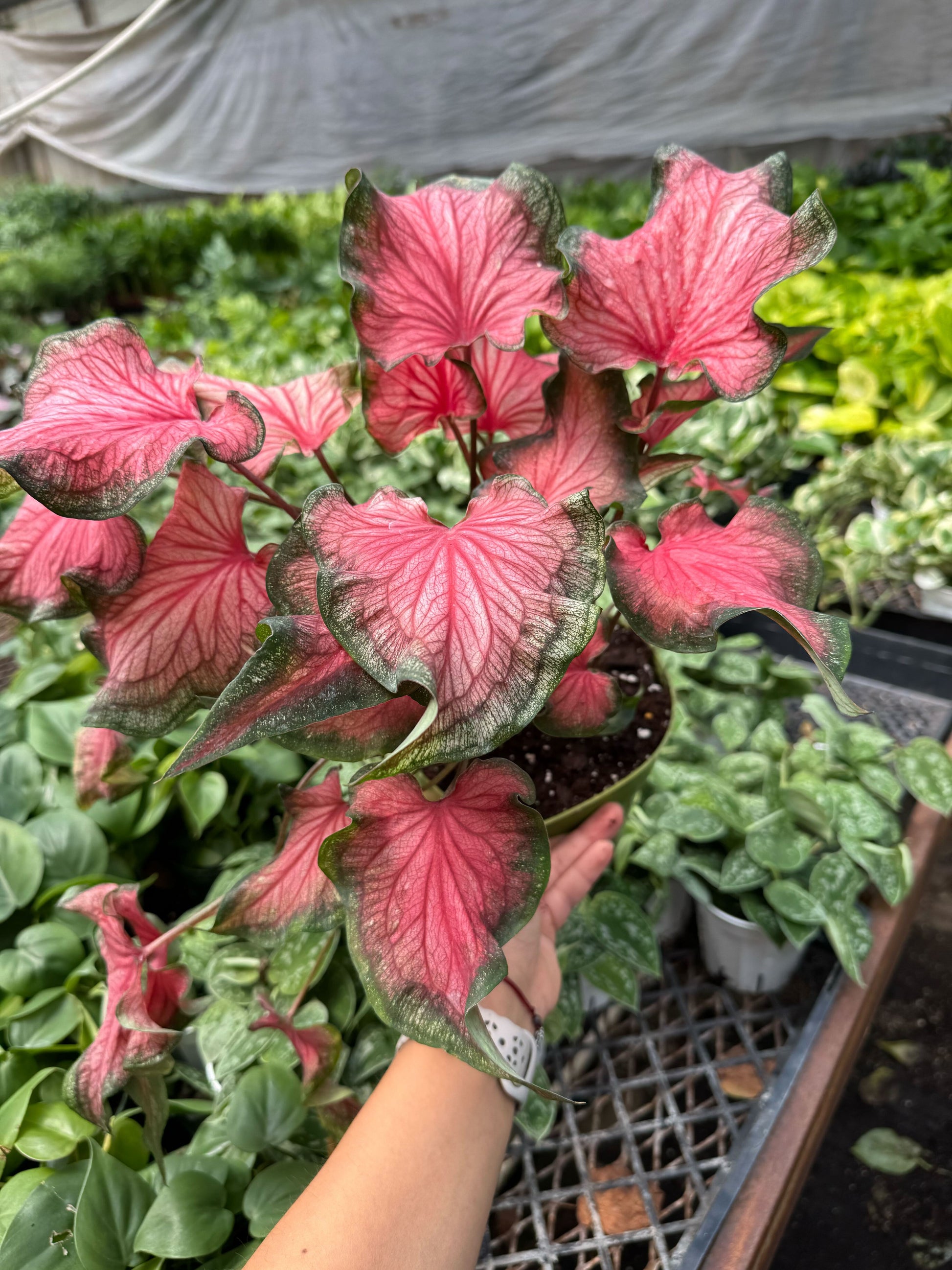 Caladium Red Flash potted plant