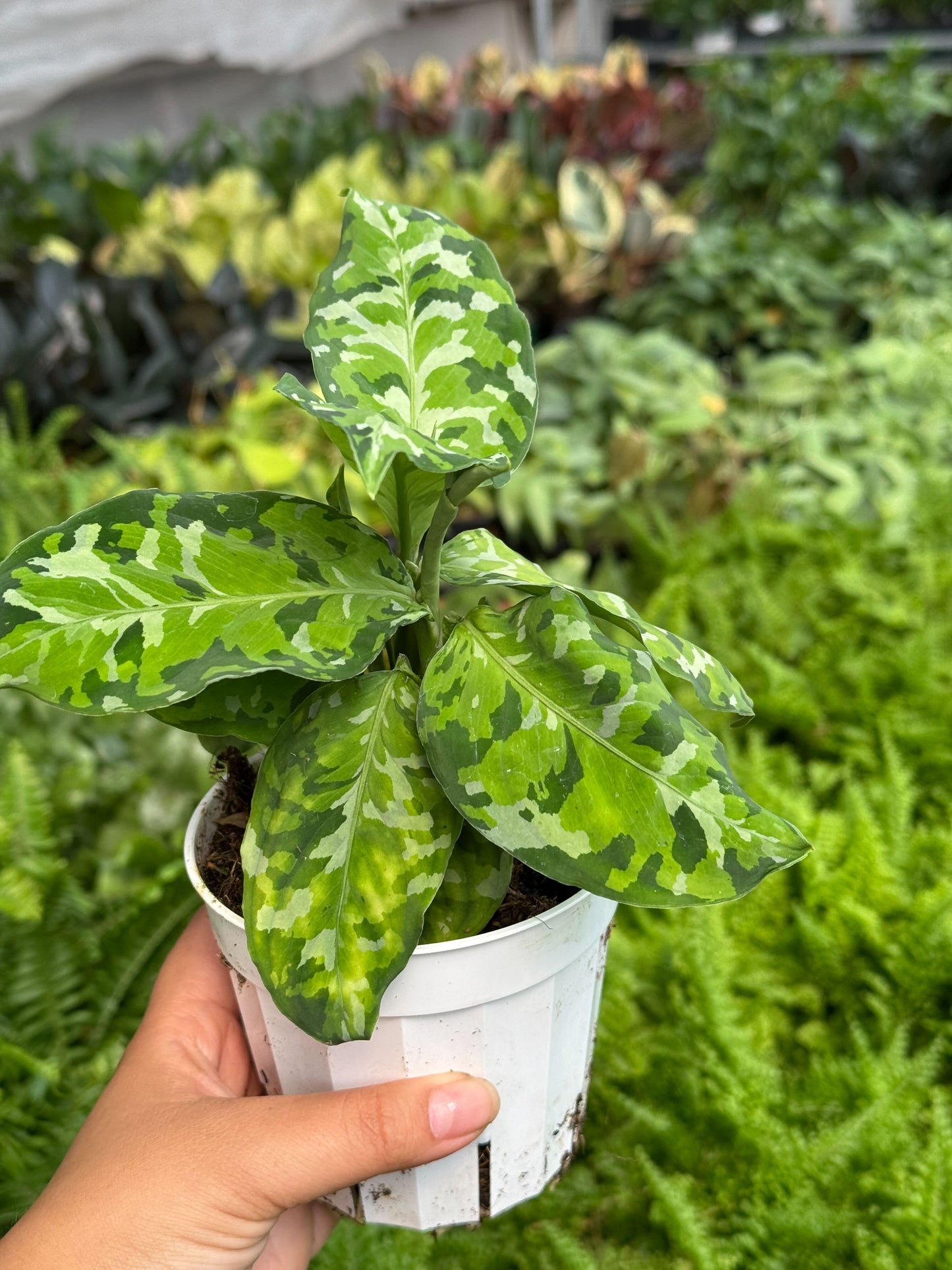 Chinese Evergreen Pictum Tricolor 4" potted plant