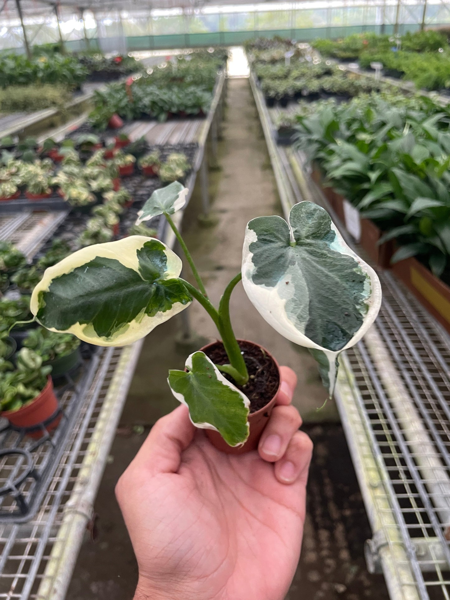 Alocasia 'Mickey Mouse' (Xanthosoma sagittifolium 'Variegatum Monstrosum') potted plant