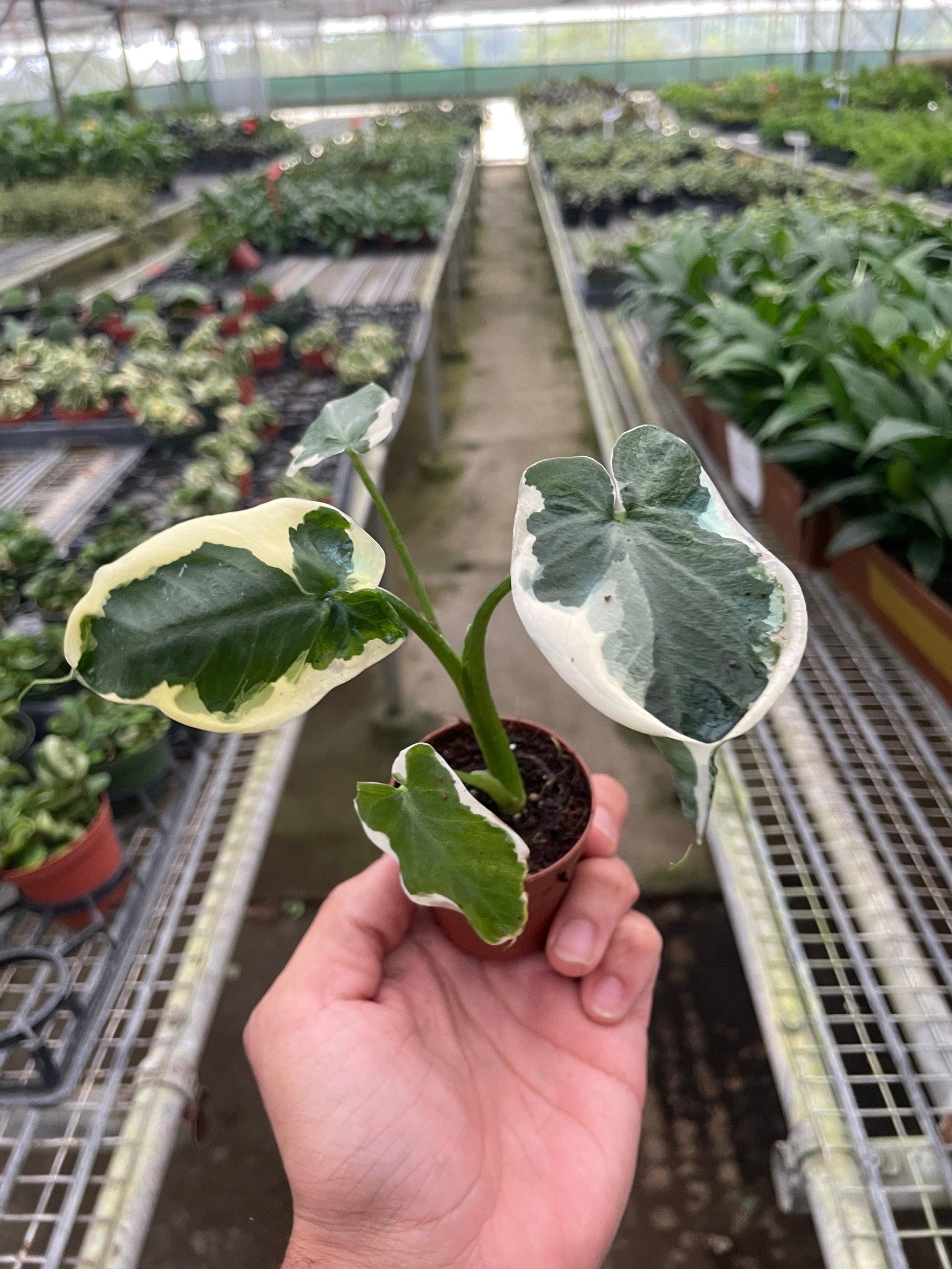 Alocasia 'Mickey Mouse' (Xanthosoma sagittifolium 'Variegatum Monstrosum') potted plant