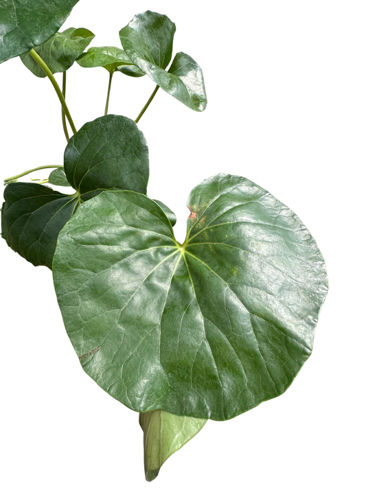 Farfugium japonicum potted plant
