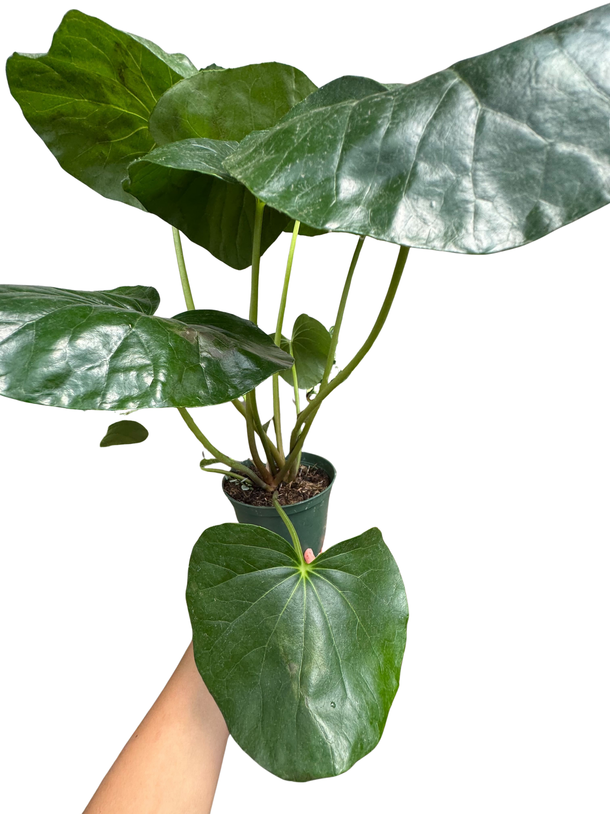 Farfugium japonicum potted plant