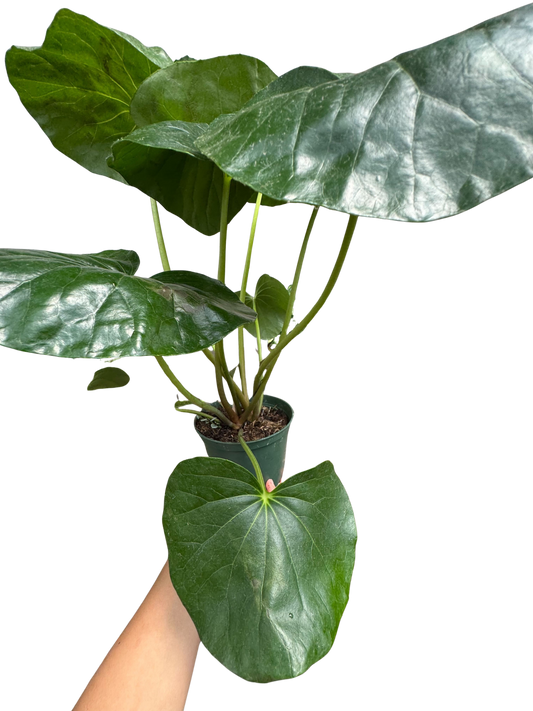 Farfugium japonicum potted plant