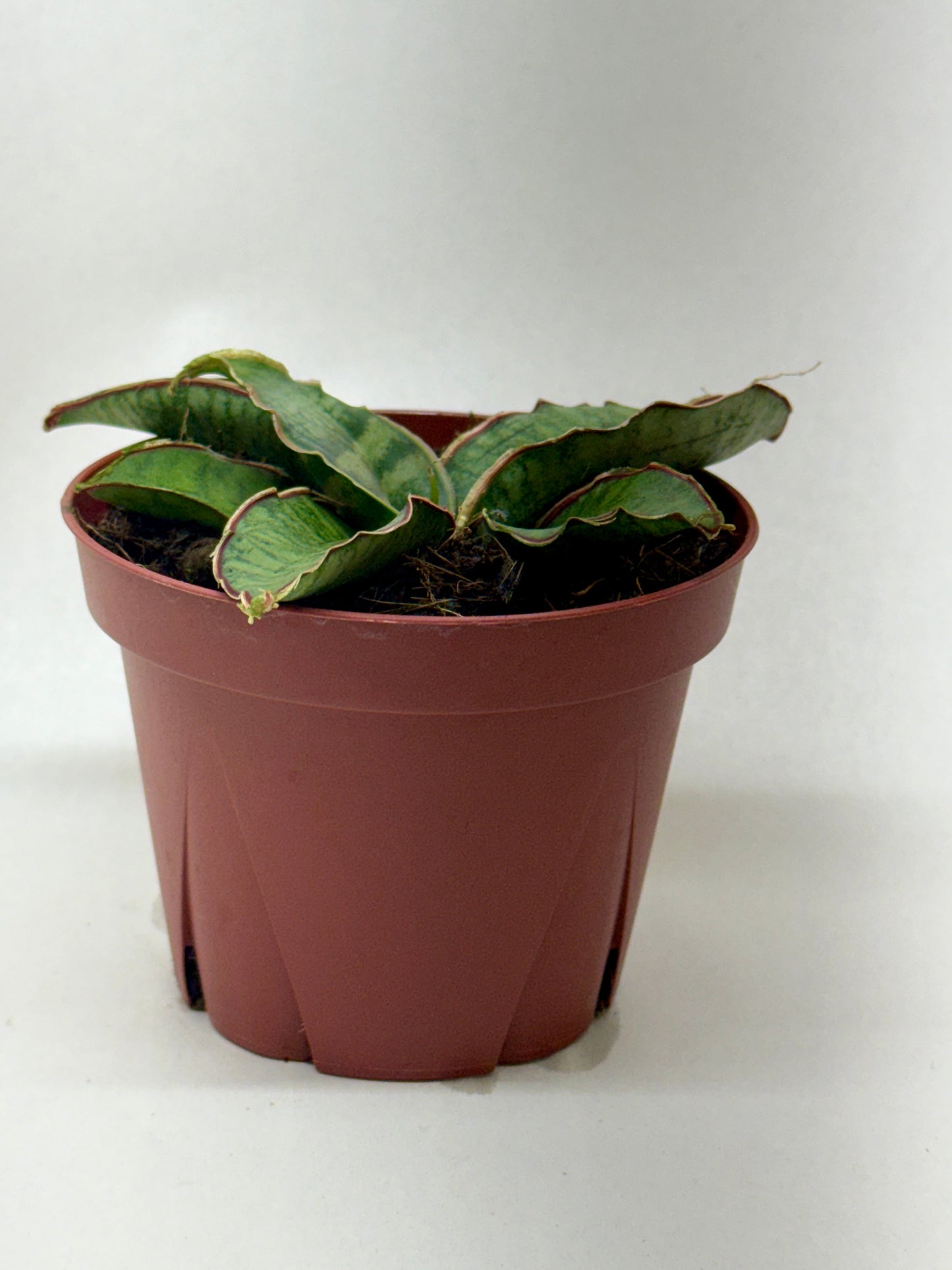 Snake Plant 'Silver Blue' 4" potted plant