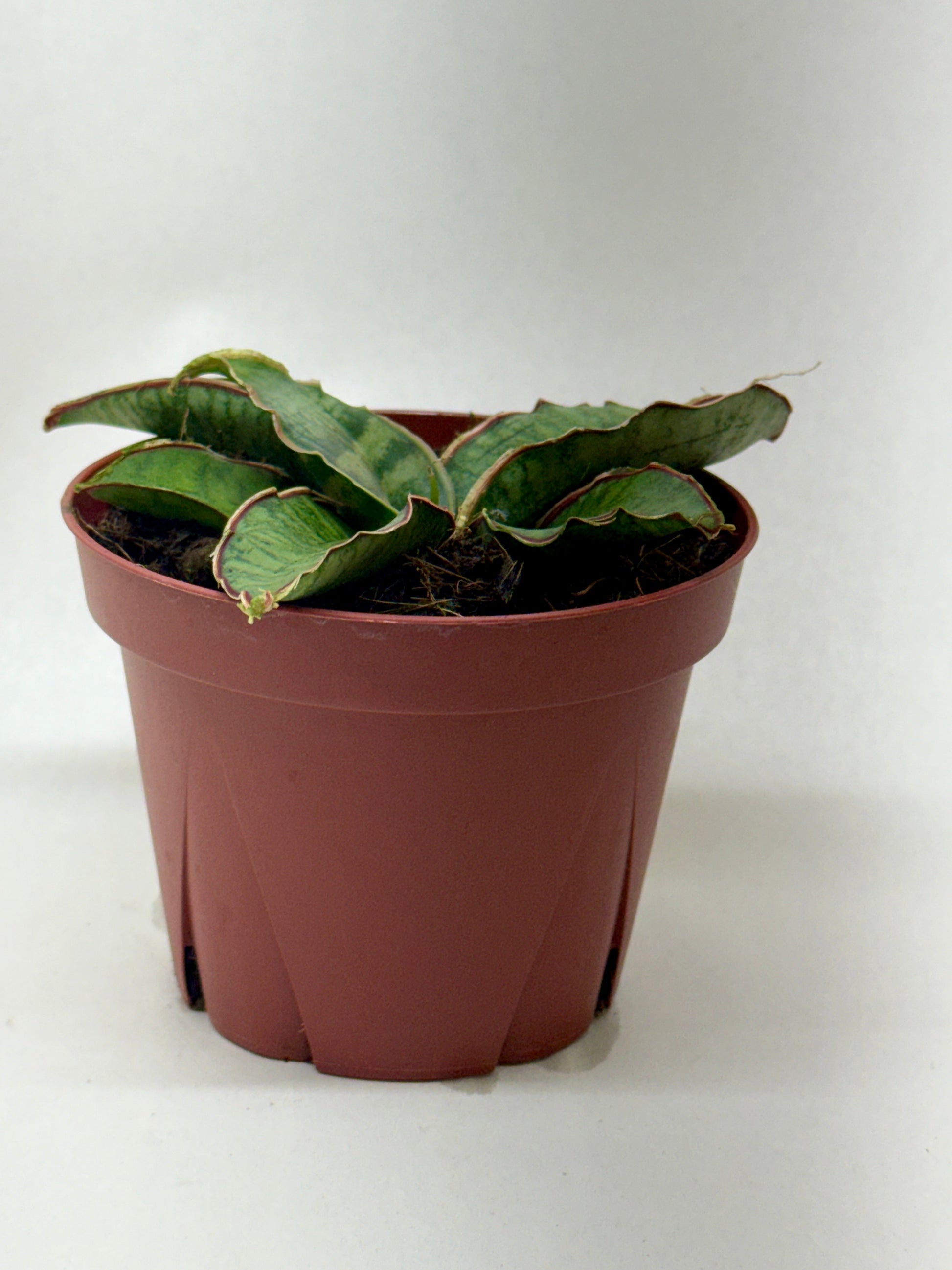 Snake Plant 'Silver Blue' 4" potted plant