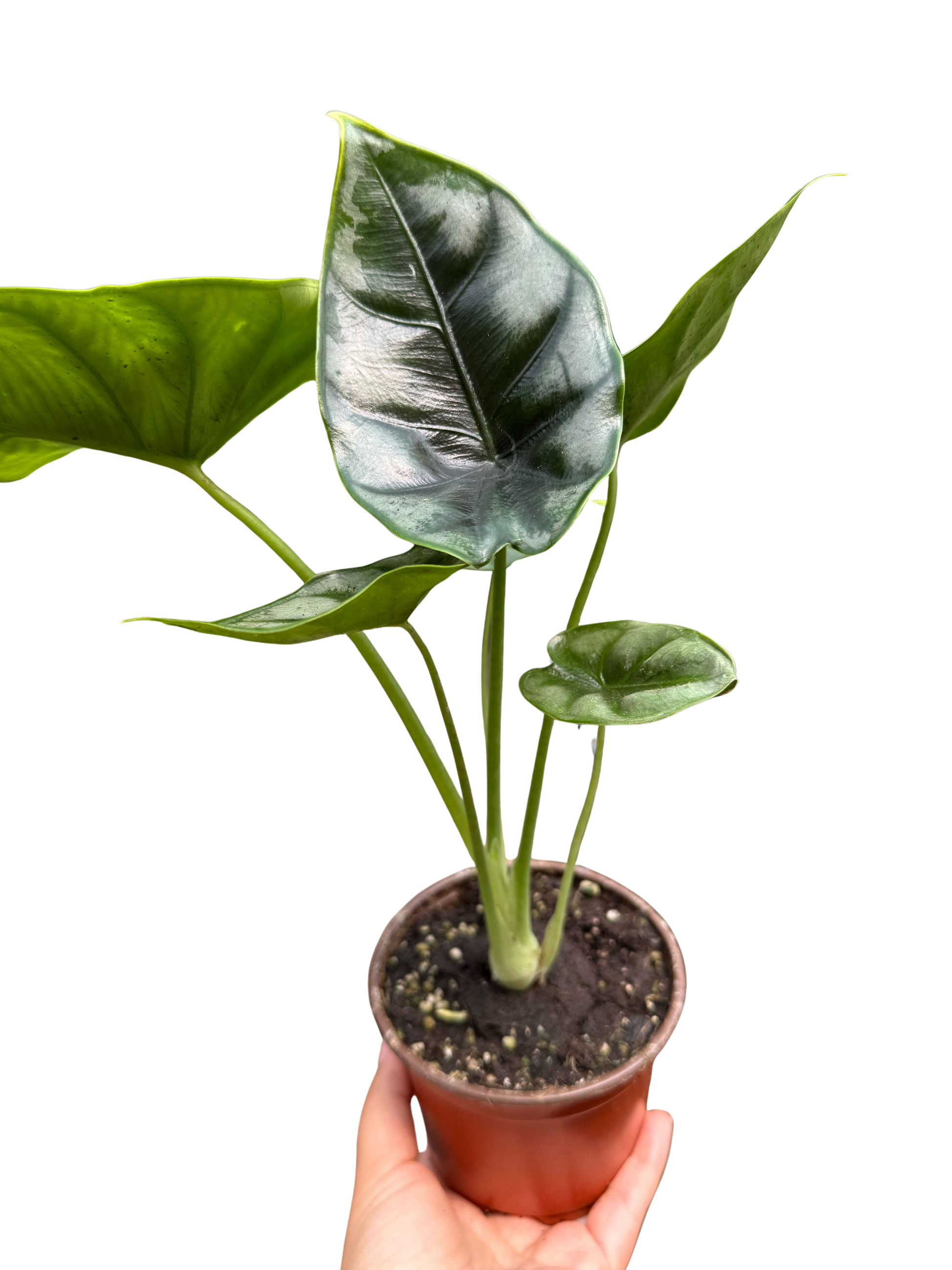 Alocasia 'Reversa' potted plant