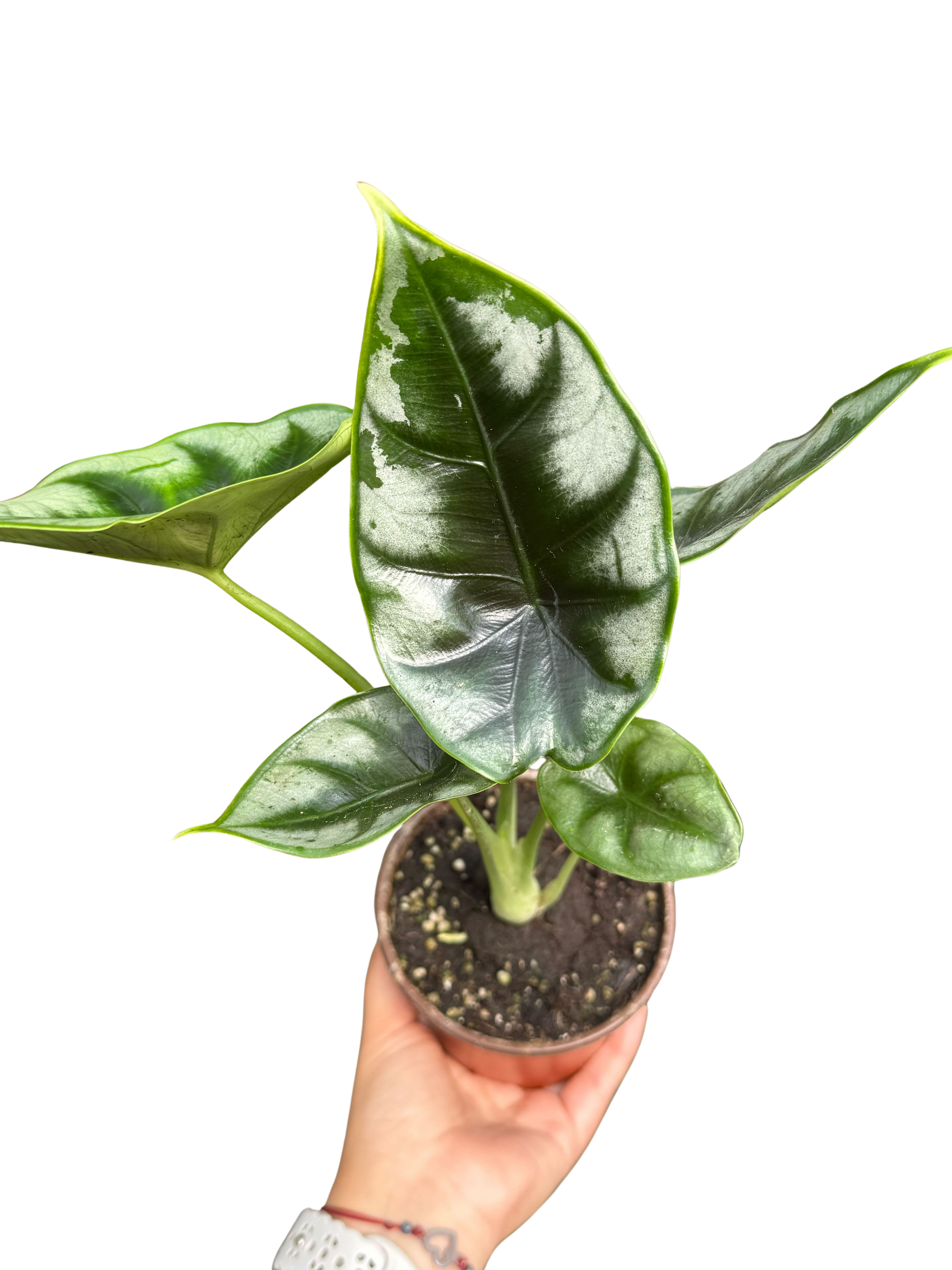 Alocasia 'Reversa' potted plant