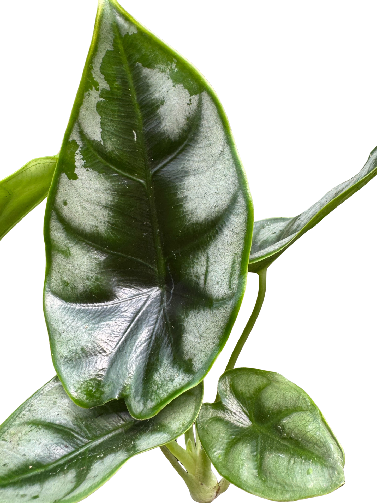 Alocasia 'Reversa' potted plant