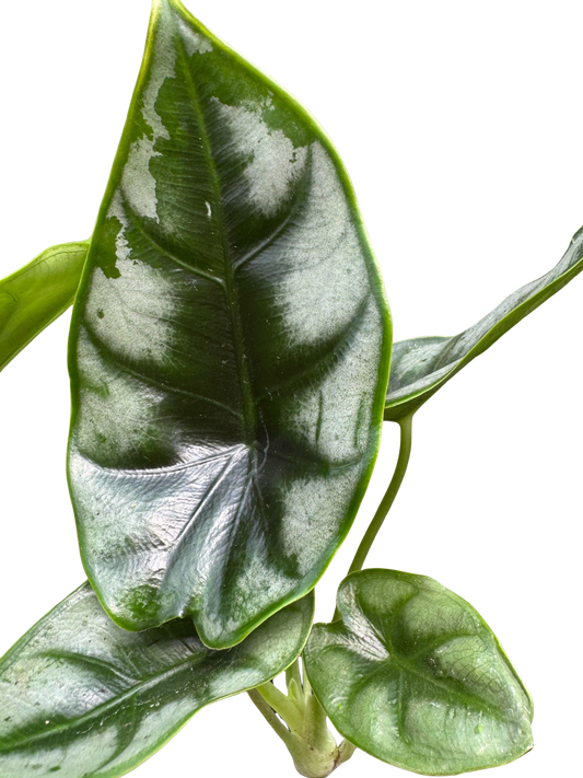 Alocasia 'Reversa' potted plant