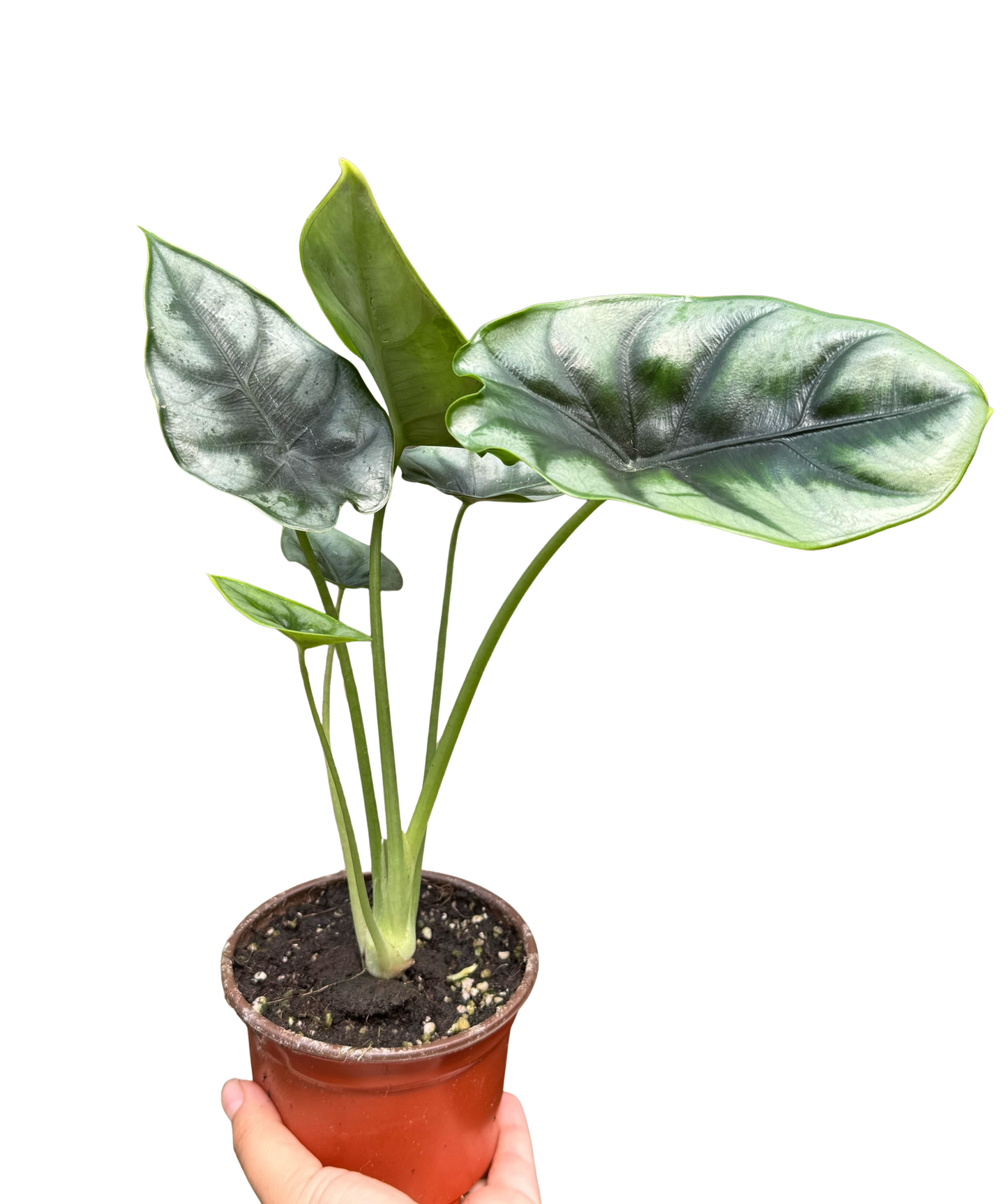 Alocasia 'Reversa' potted plant