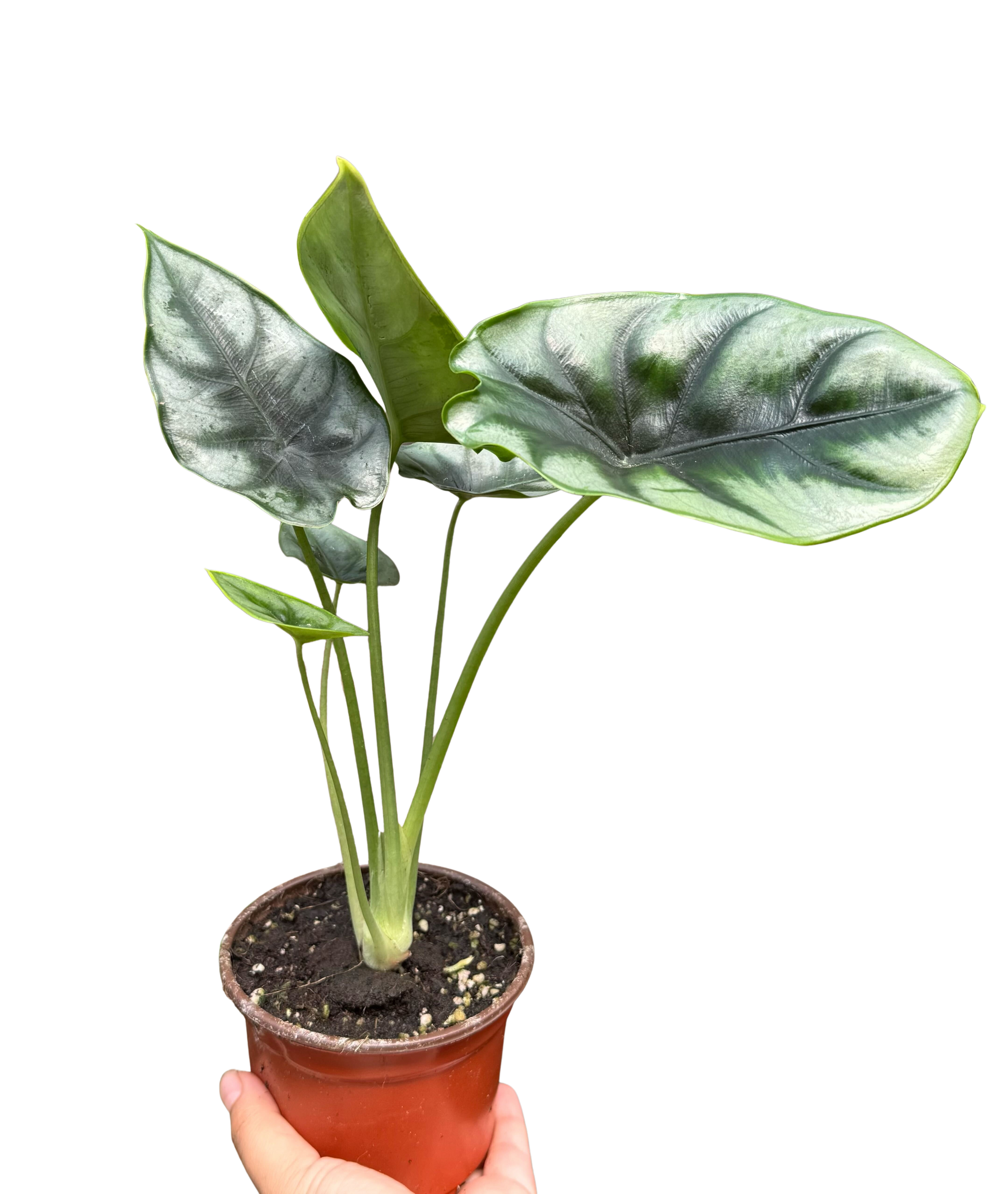 Alocasia 'Reversa' potted plant