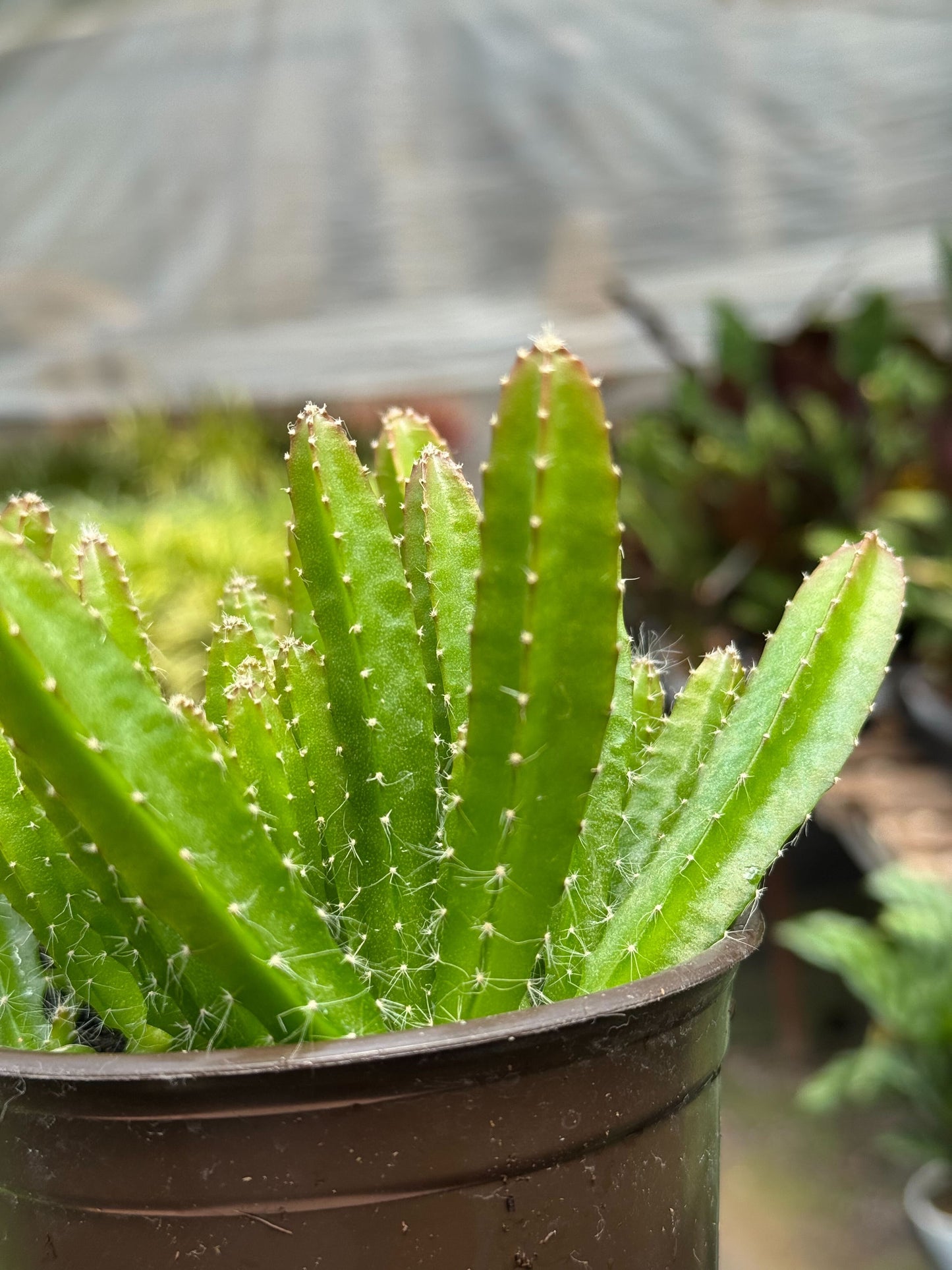 Dragon Fruit potted plant