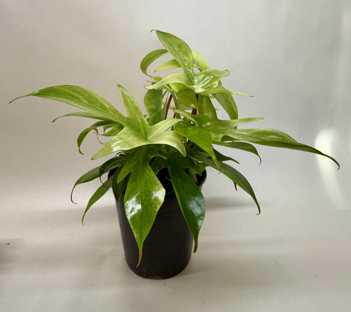 Philodendron 'Florida Ghost' potted plant