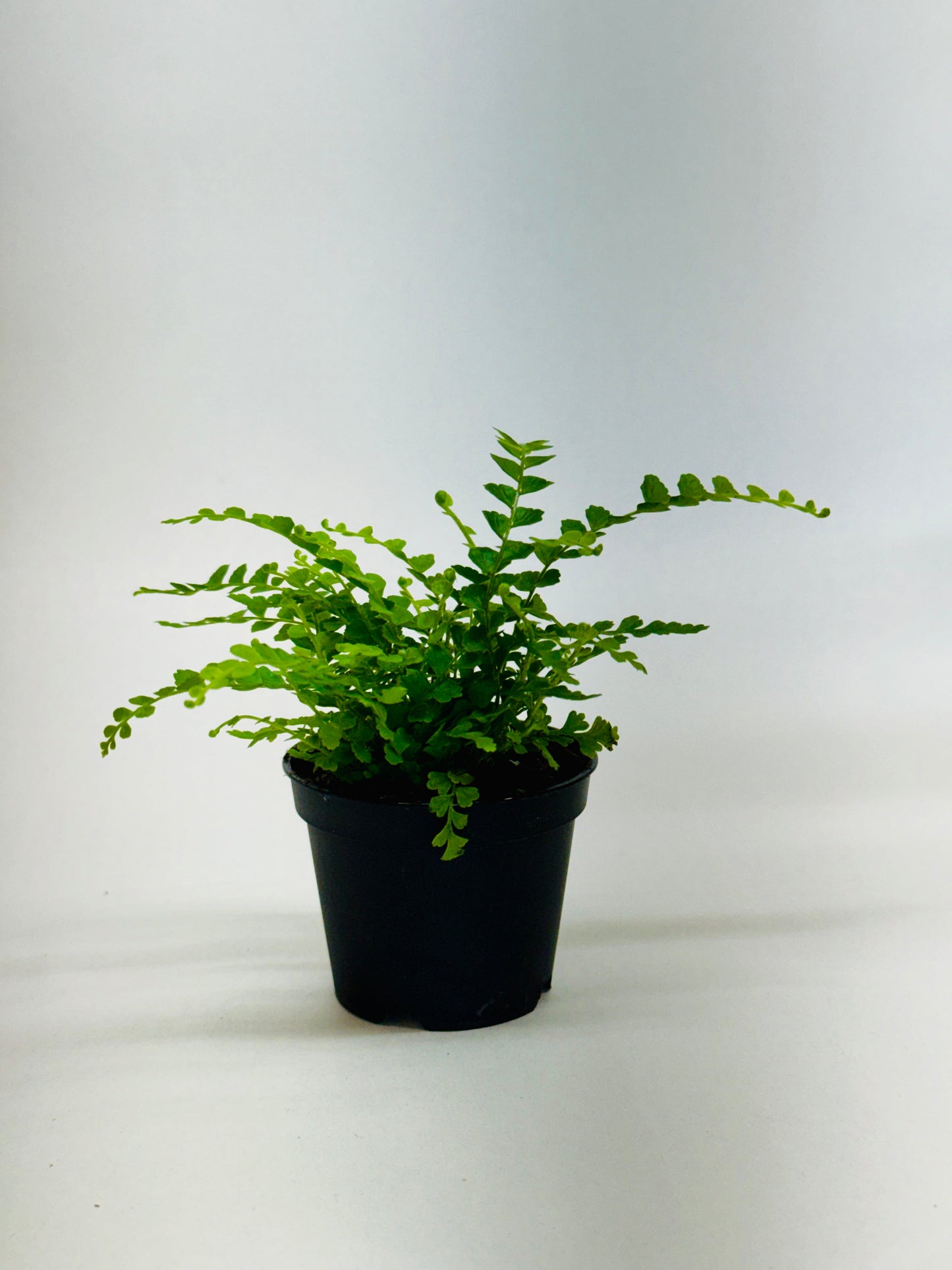 Fern 'Lemon Button' potted plant